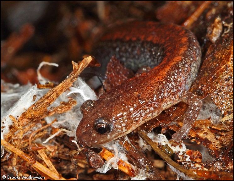 Wildlife Success Story: Eastern Red-Backed Salamanders