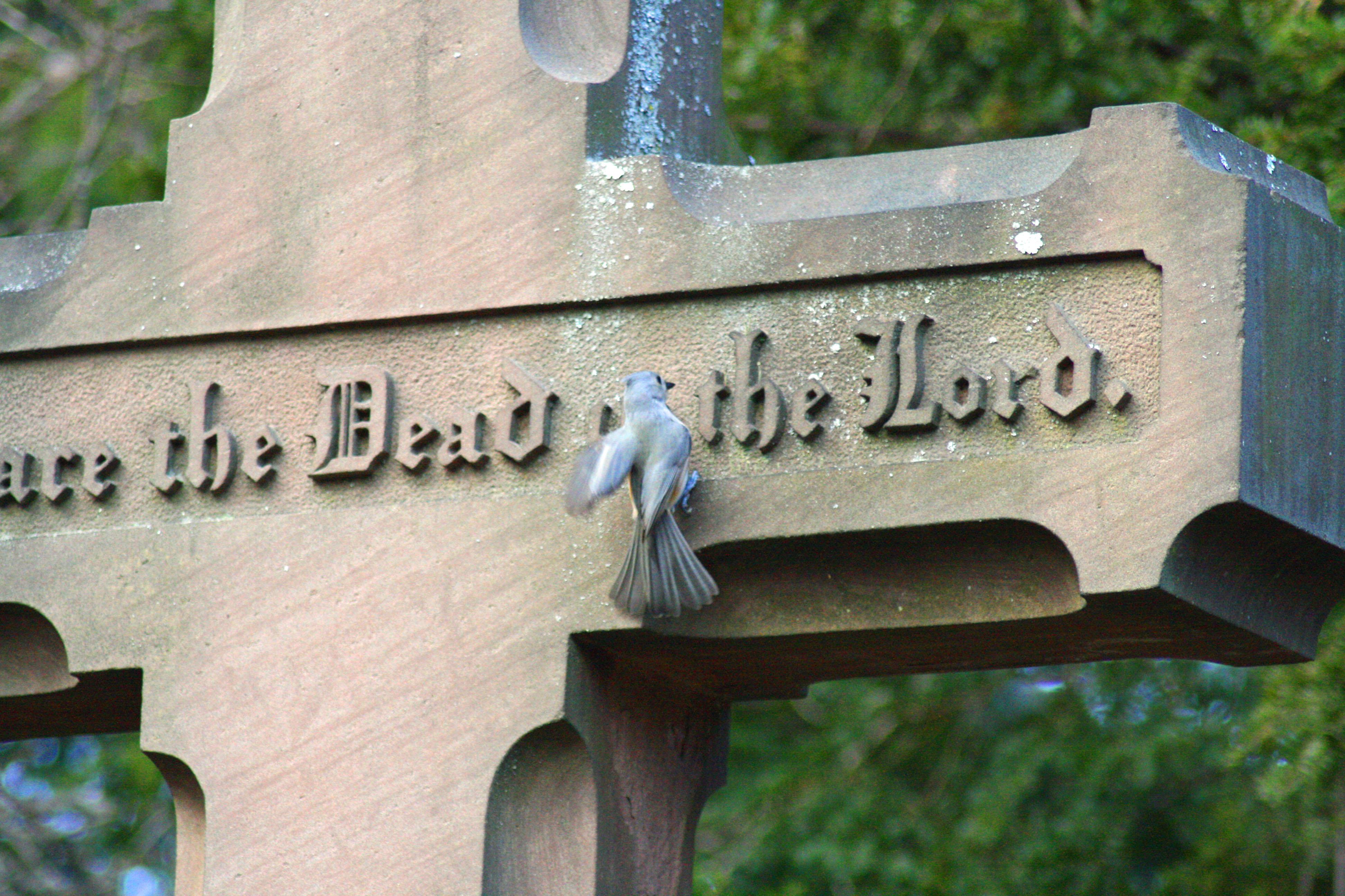 Life After Death: America’s Cemeteries Are Rewilding