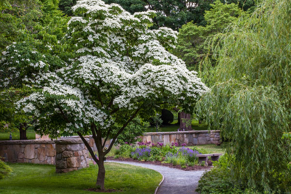 What's In Bloom