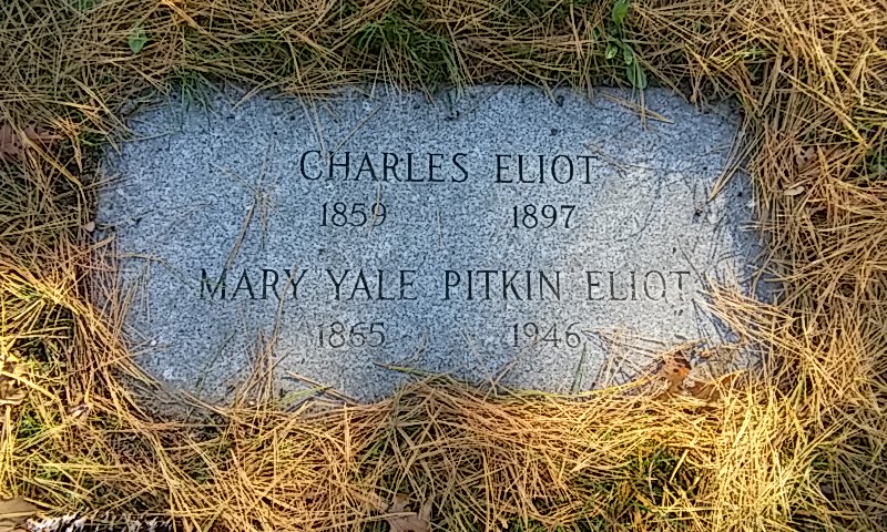 A flat gravestone marker surrounded by pine-needles