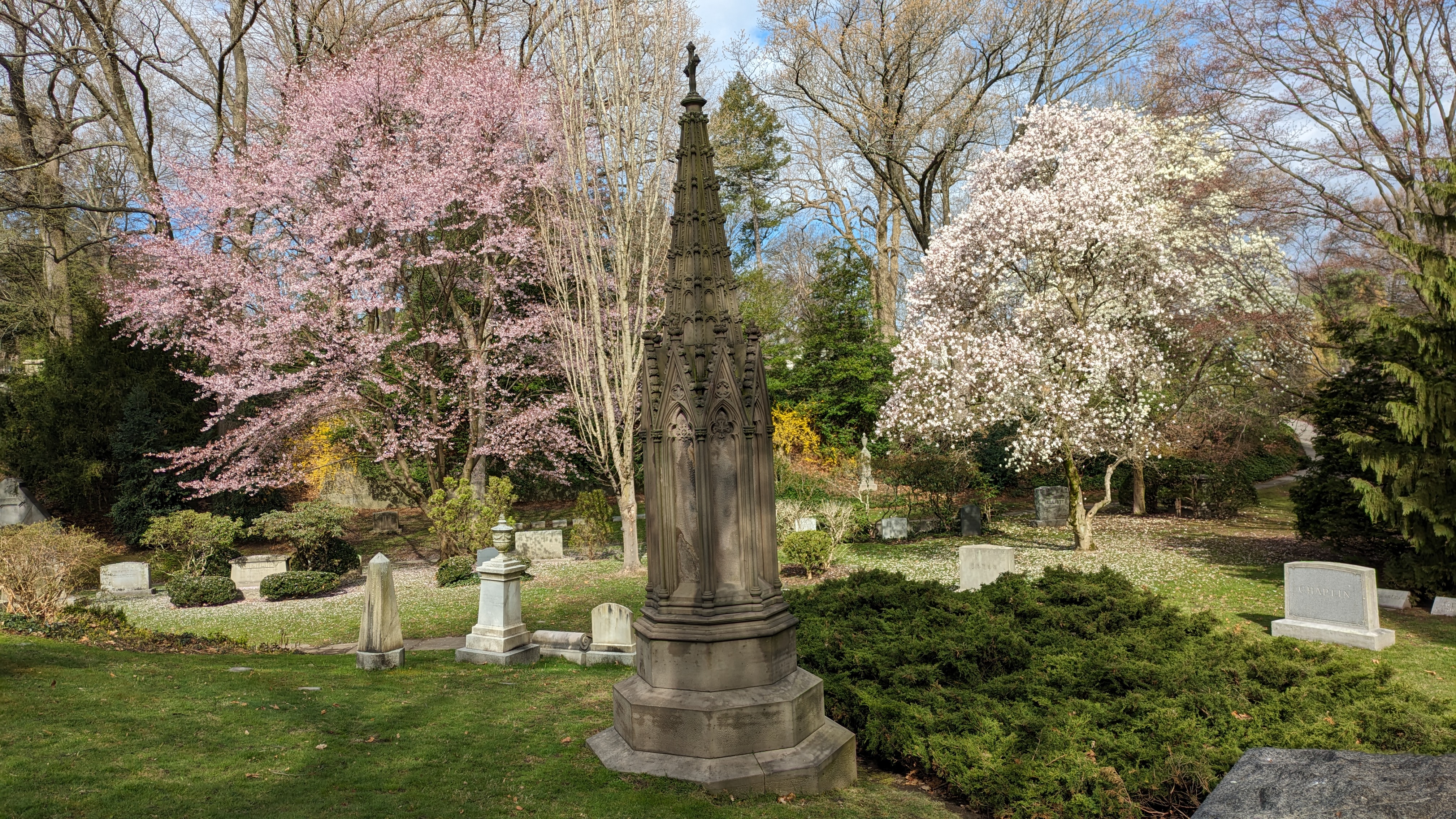 Early blooms at Mount Auburn Cemetery highlight climate change concerns