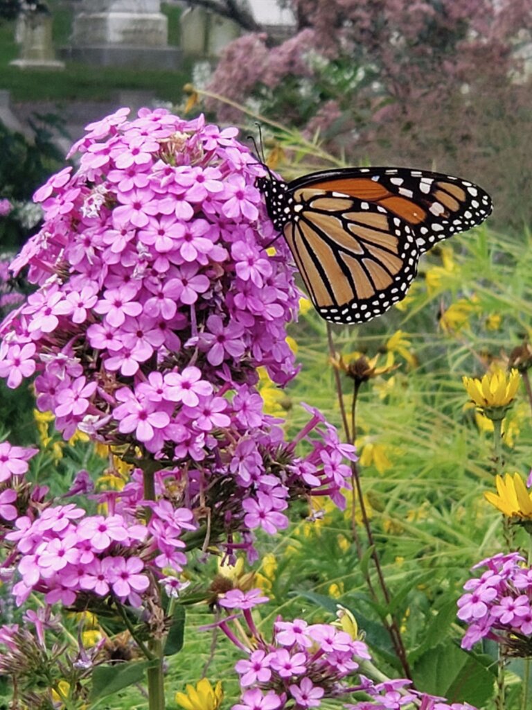 A butterfly sucks the nectar from a pink flower. 
