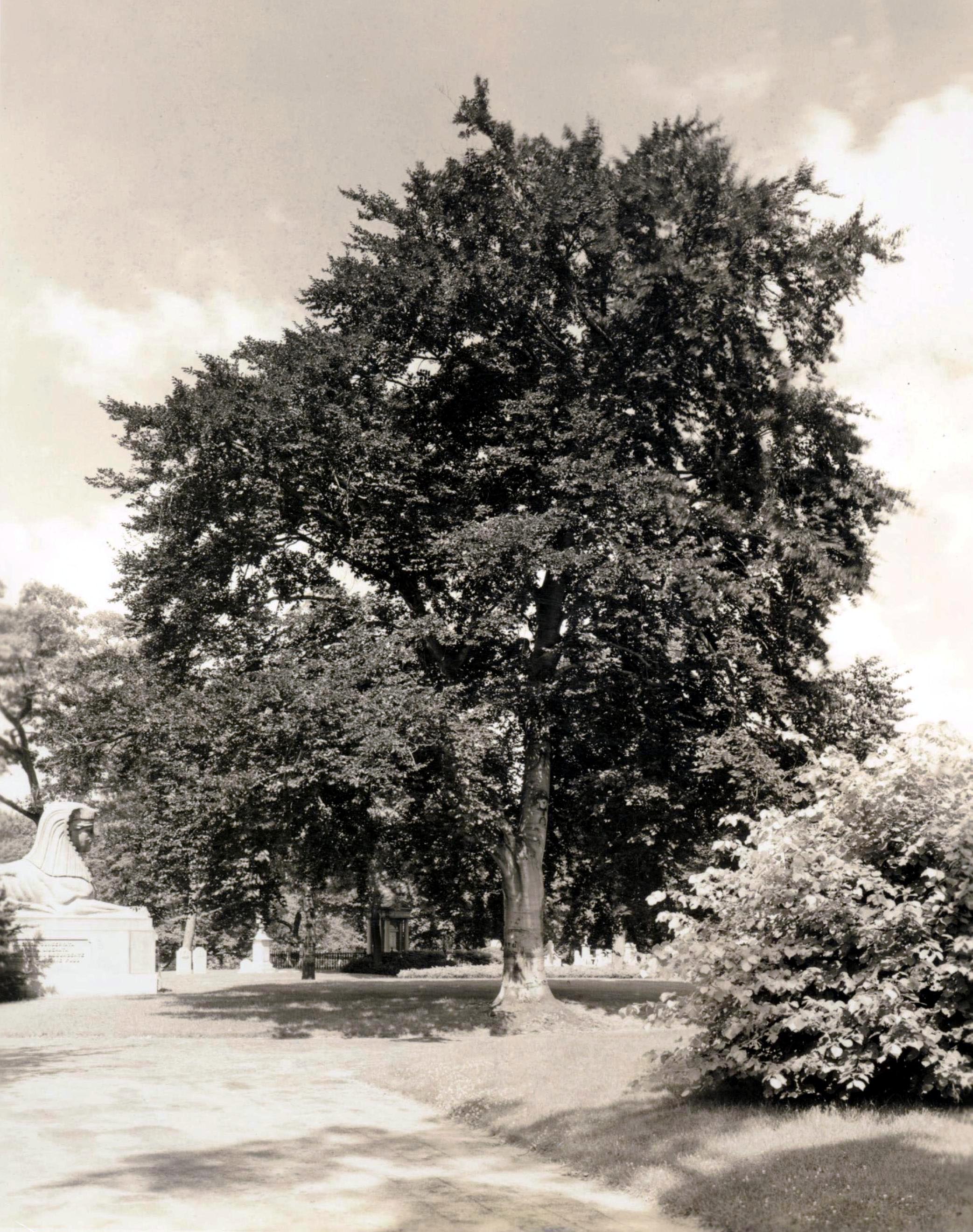Image for The Prince of Wales Beech Tree