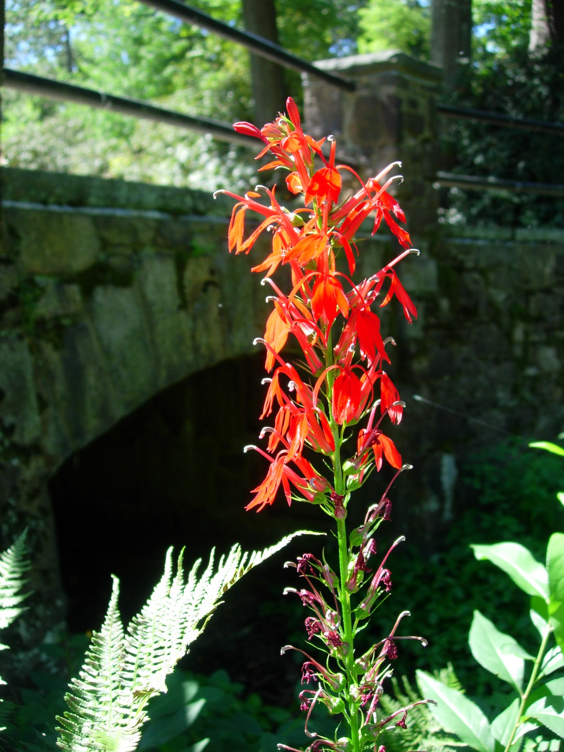 Image for Horticultural Highlight: Lobelia cardinalis, Cardinal Flower