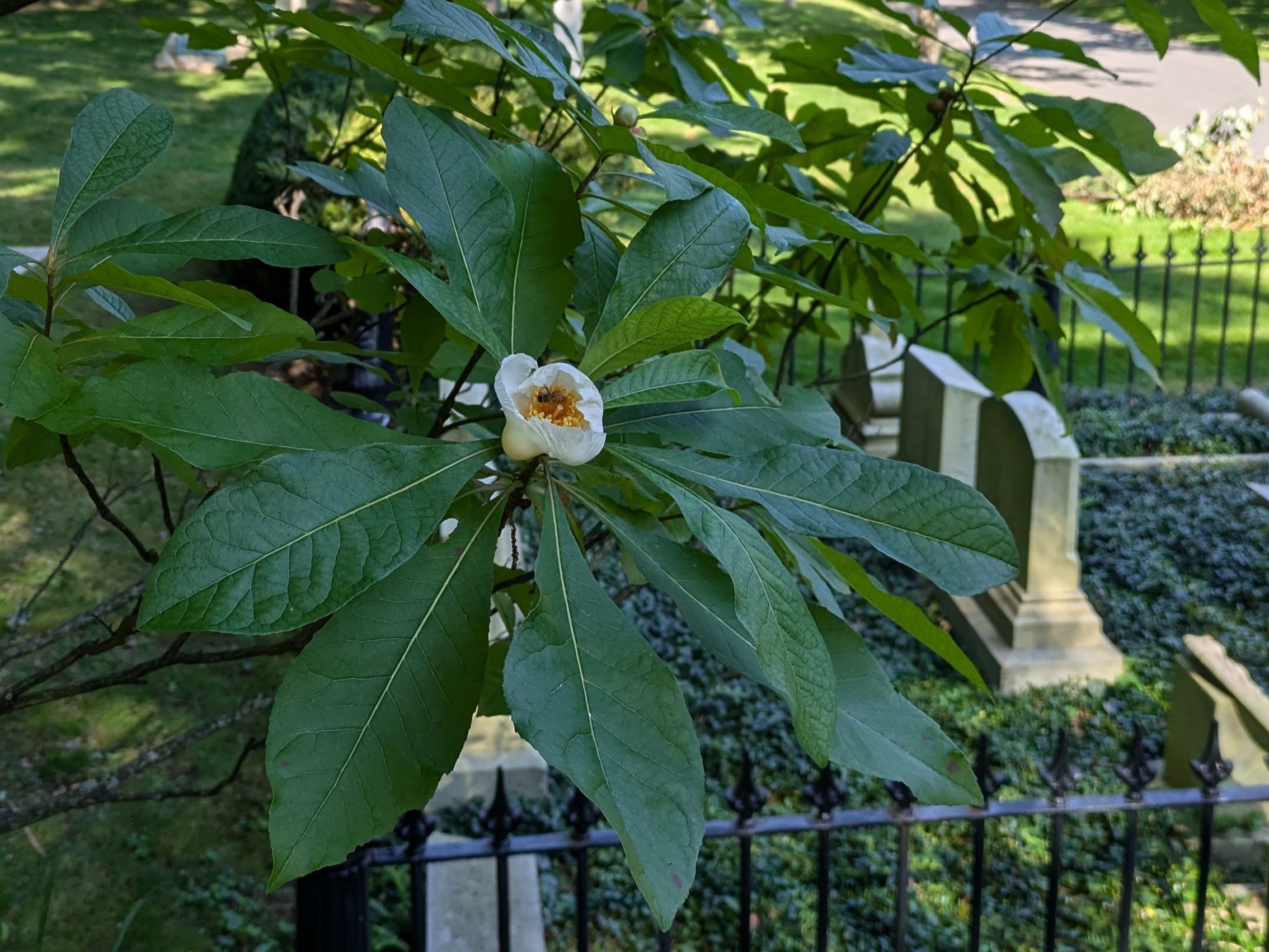 Image for Horticulture Highlight: Franklin Tree, Franklinia alatamaha