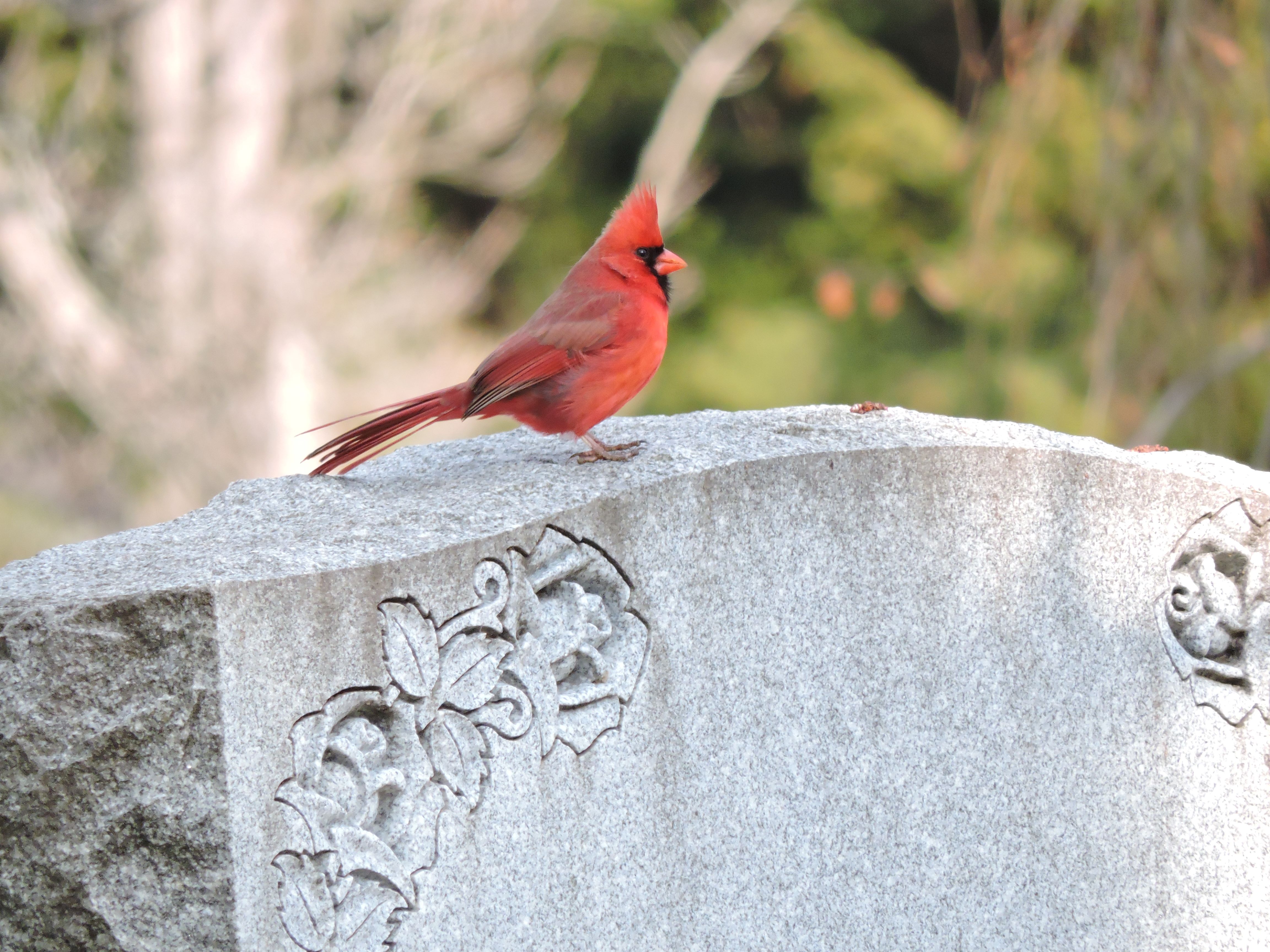 From Snakeroot to Salamanders, Life Thrives in Cemeteries