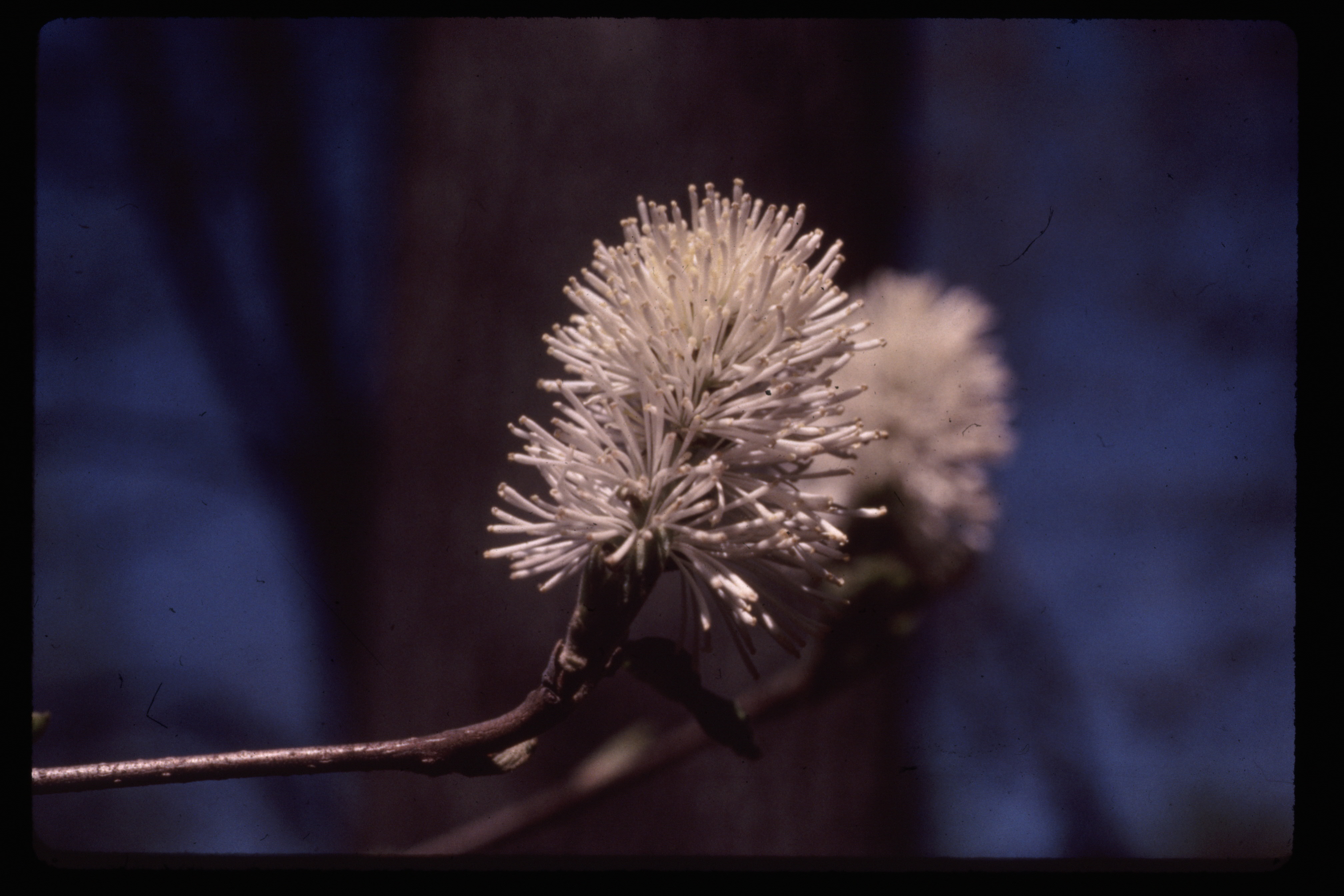 Image for Horticulture Highlight: Fothergilla, Fothergilla sp.