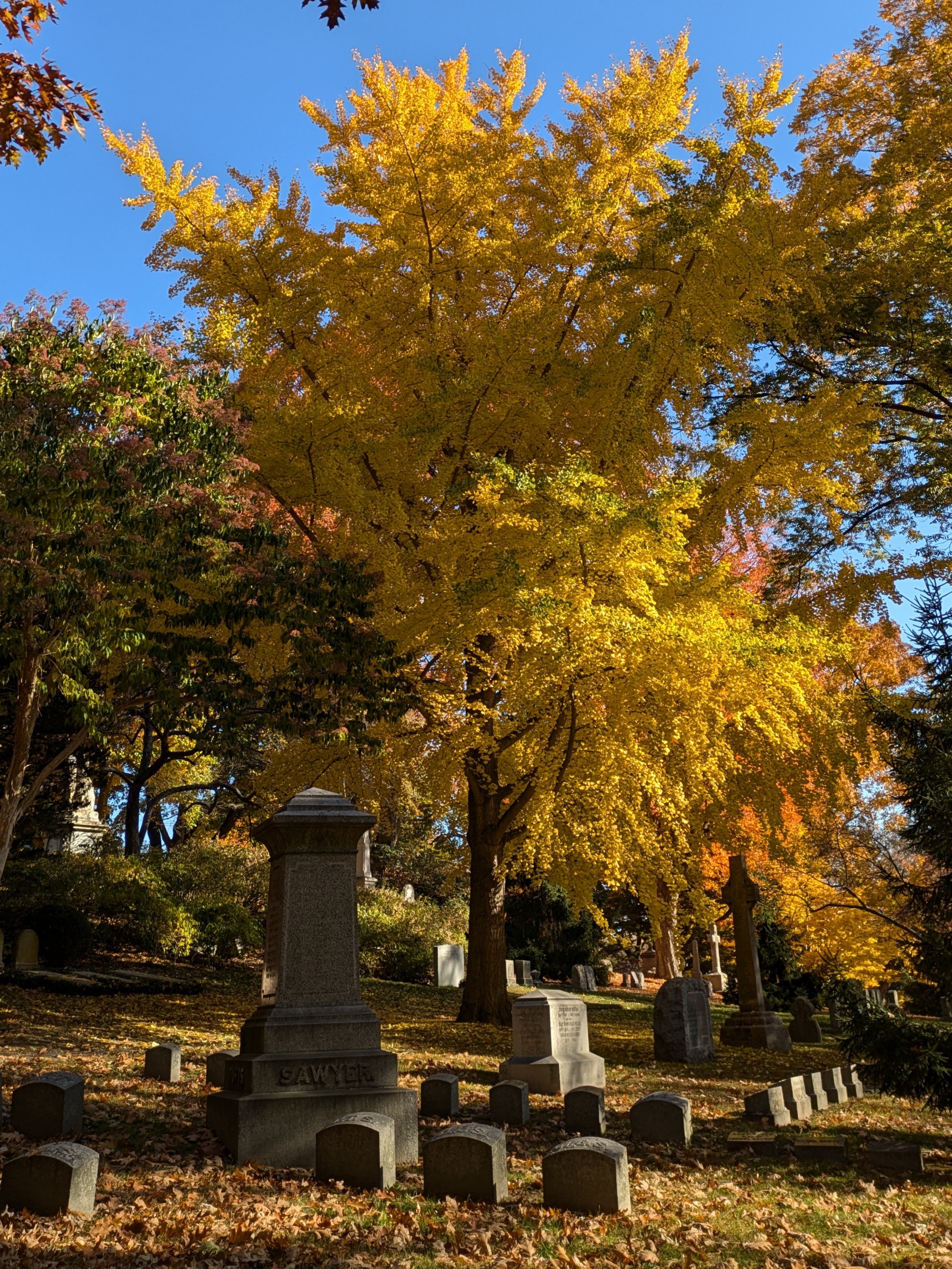 Image for Horticulture Highlight: Ginkgo biloba, Ginkgo