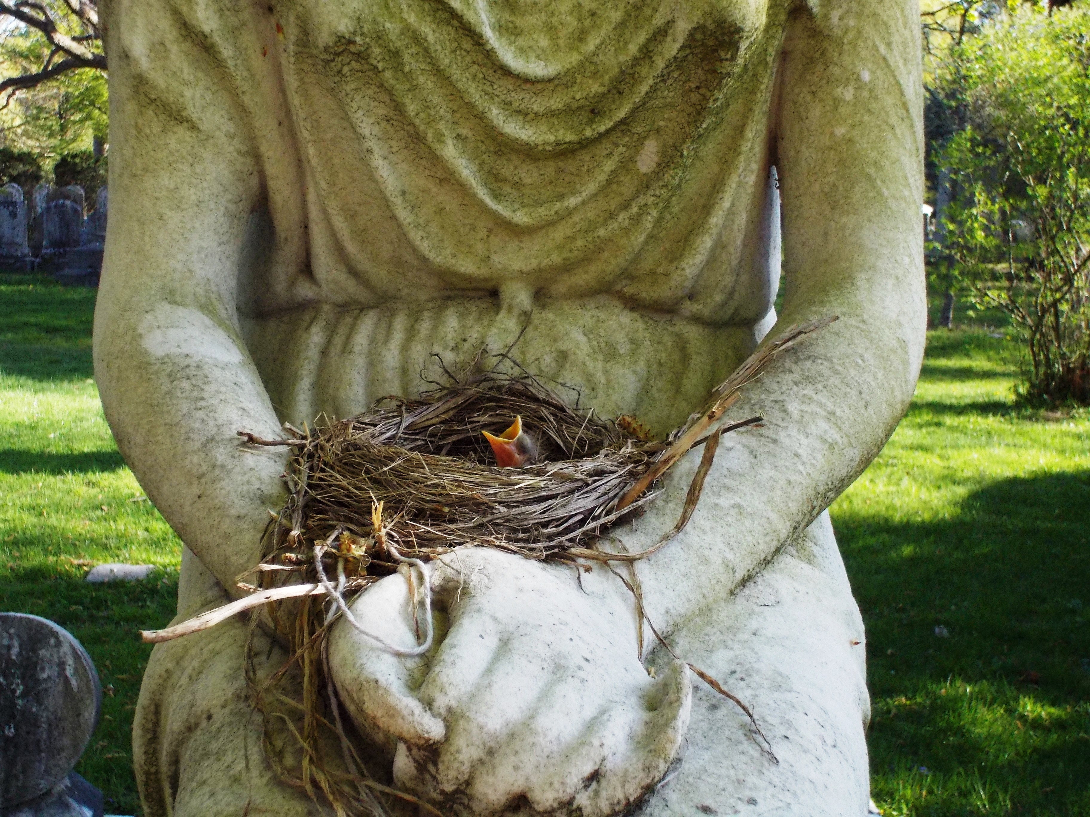 The Complicated Ecology of Cemeteries