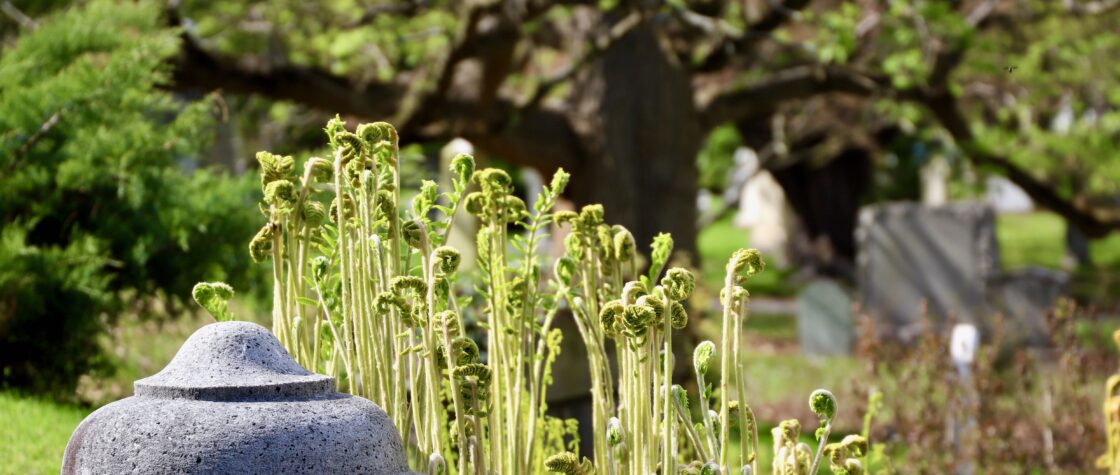 A photo of unfurling fiddlehead ferns in the early spring.