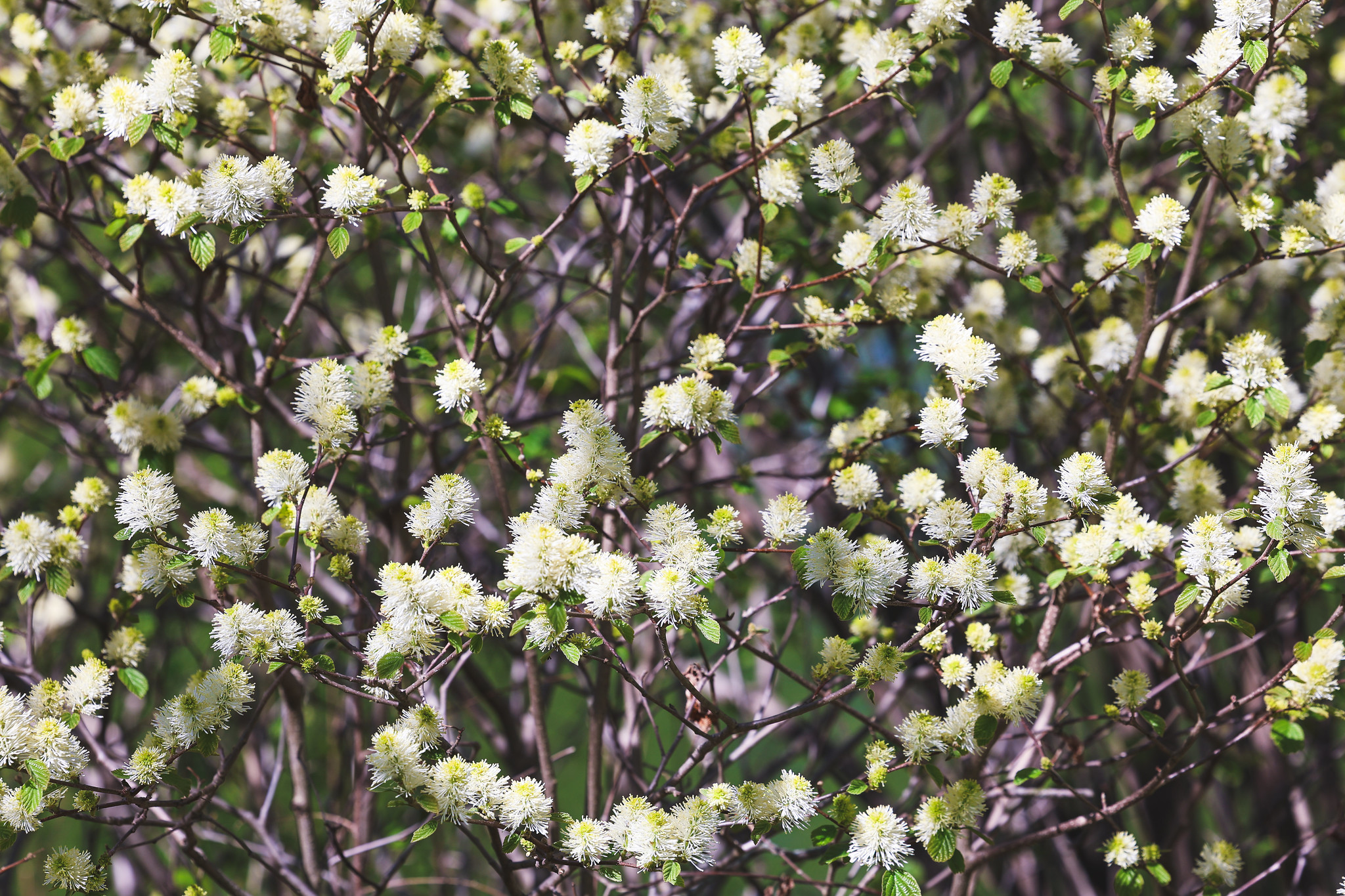 Timing of Natural Burial