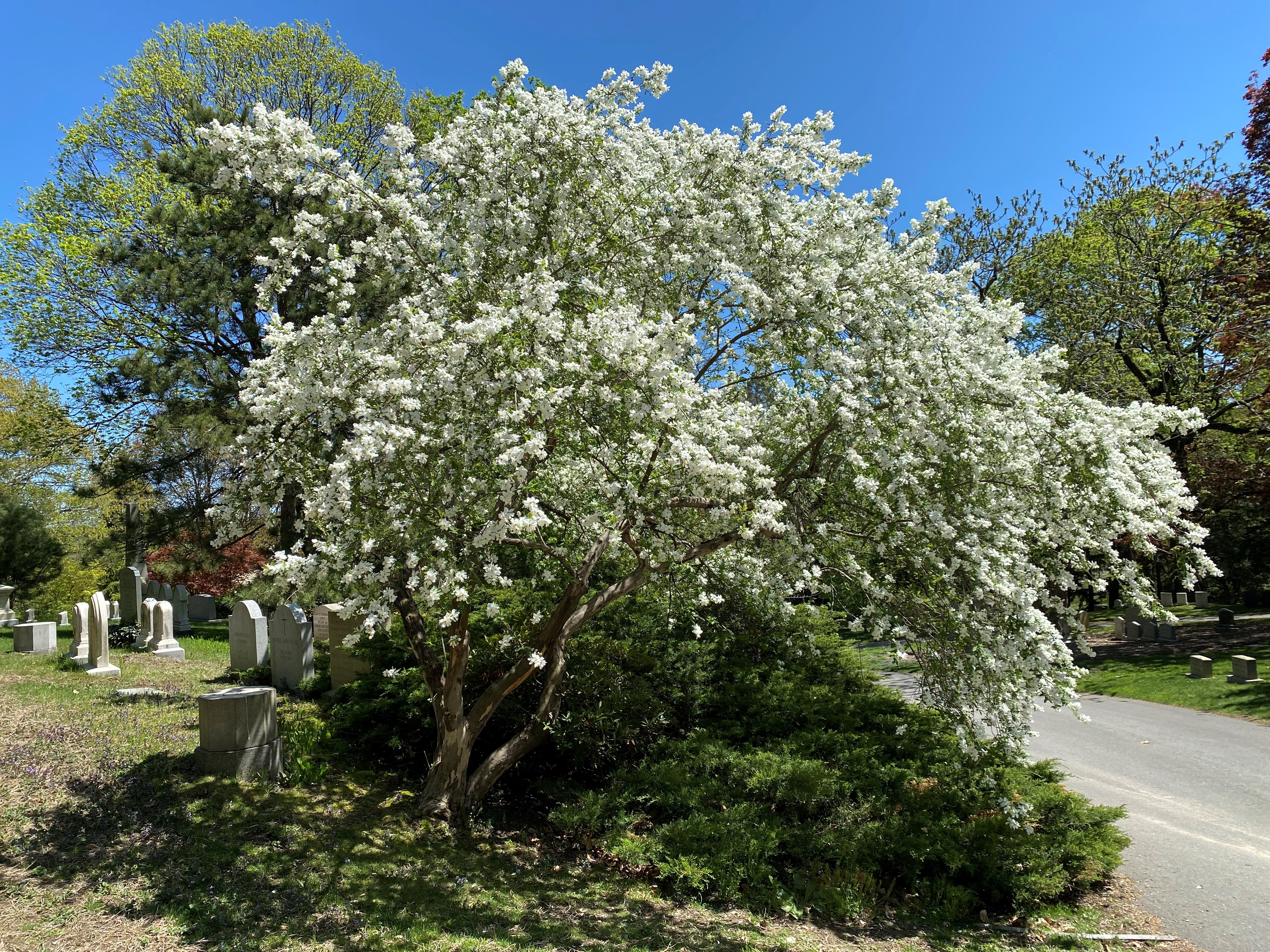 Image for Horticulture Highlight: Pearlbush, Exochorda sp.