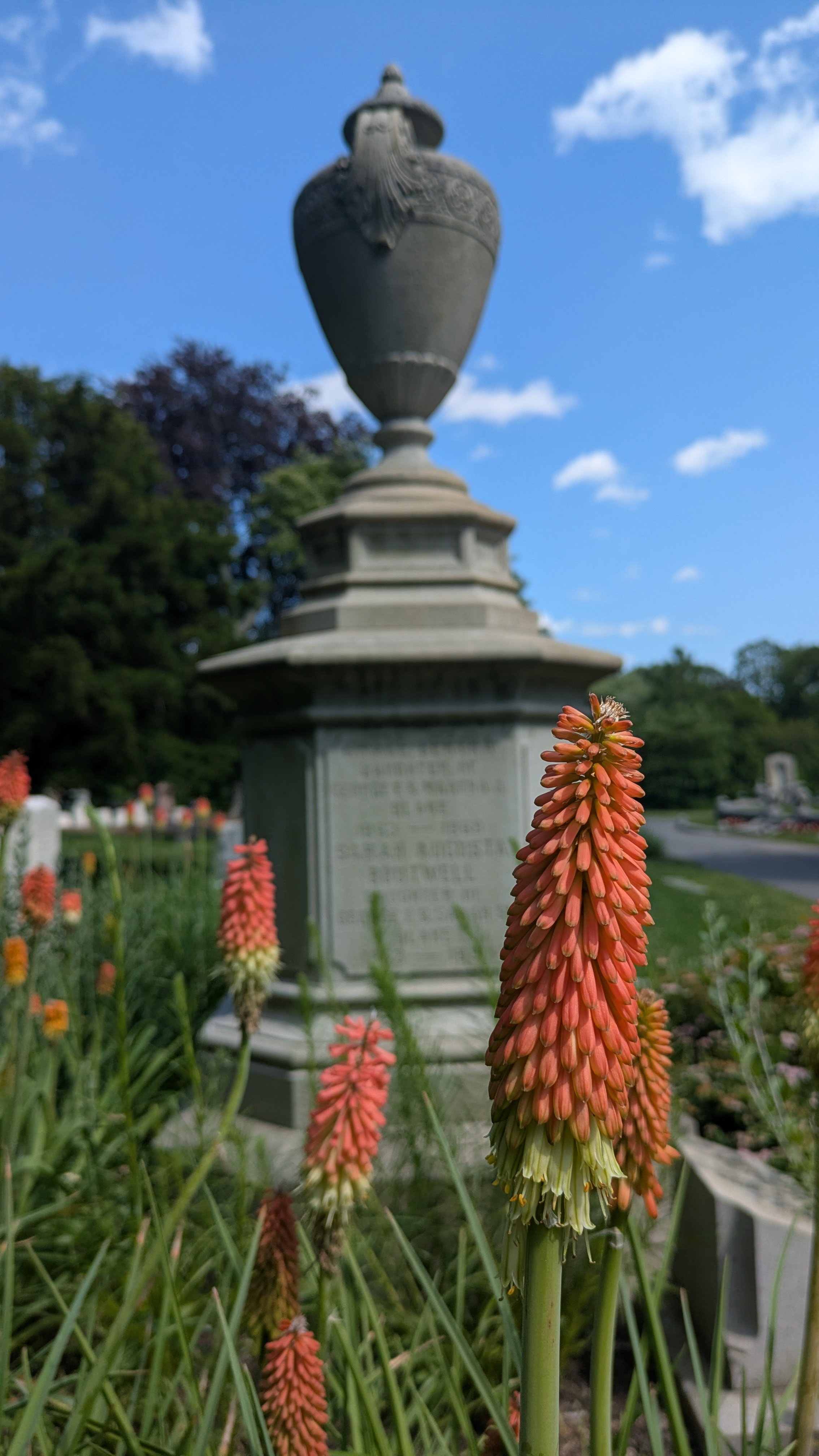 What's in Bloom