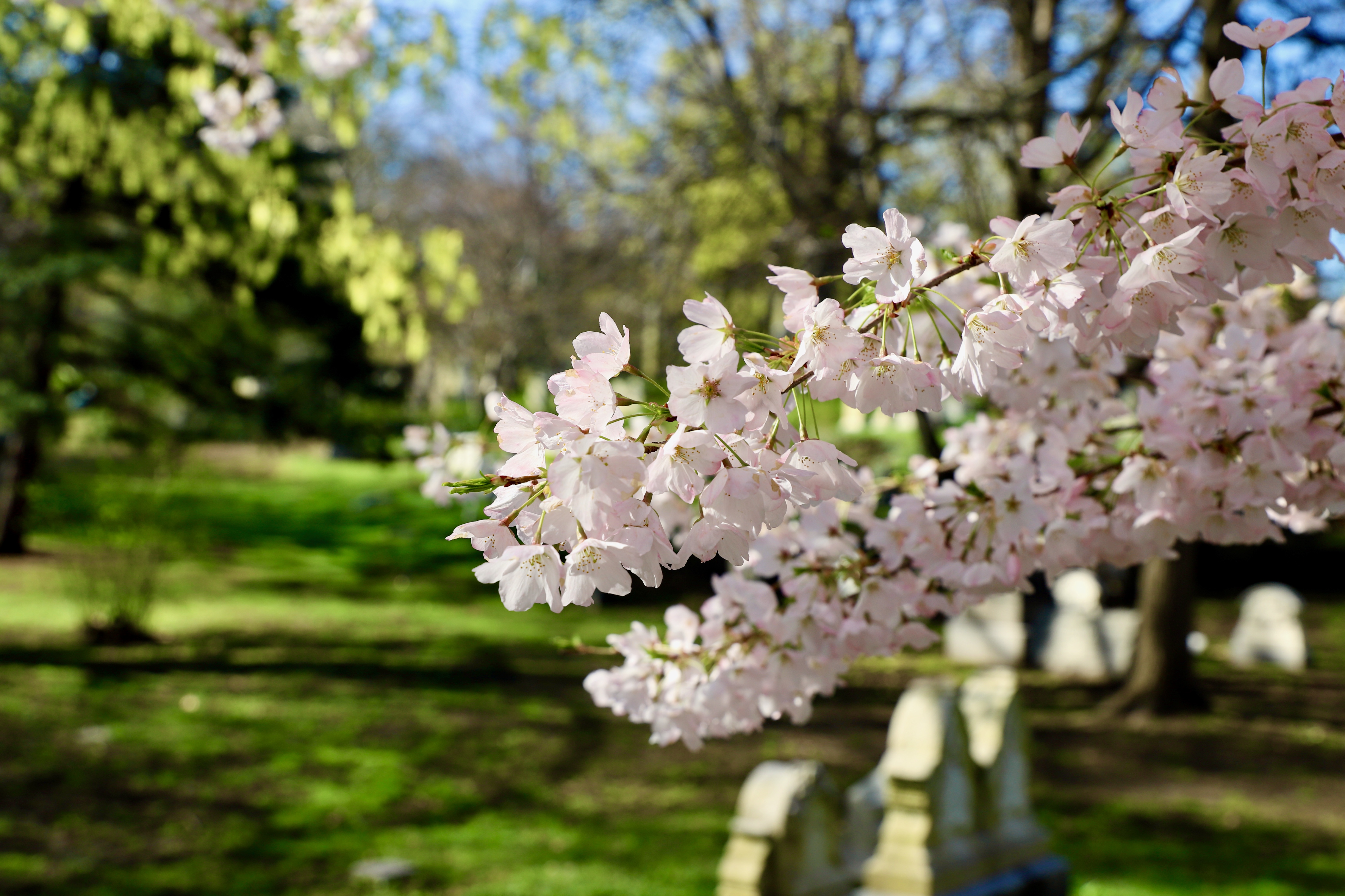Branches of Hope: Recognizing the 80th Anniversary of the End of WWII
