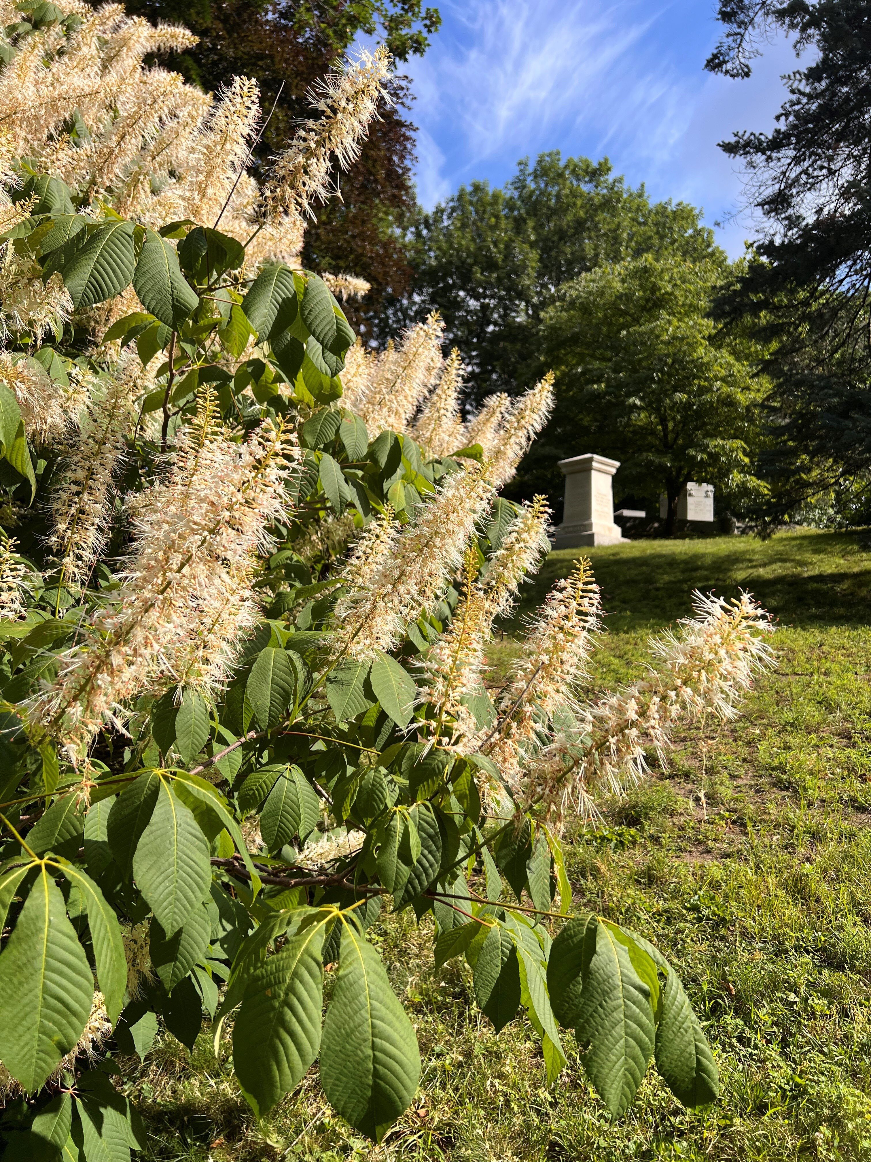 Image for Horticulture Highlight: Bottlebrush Buckeye, Aesculus parviflora