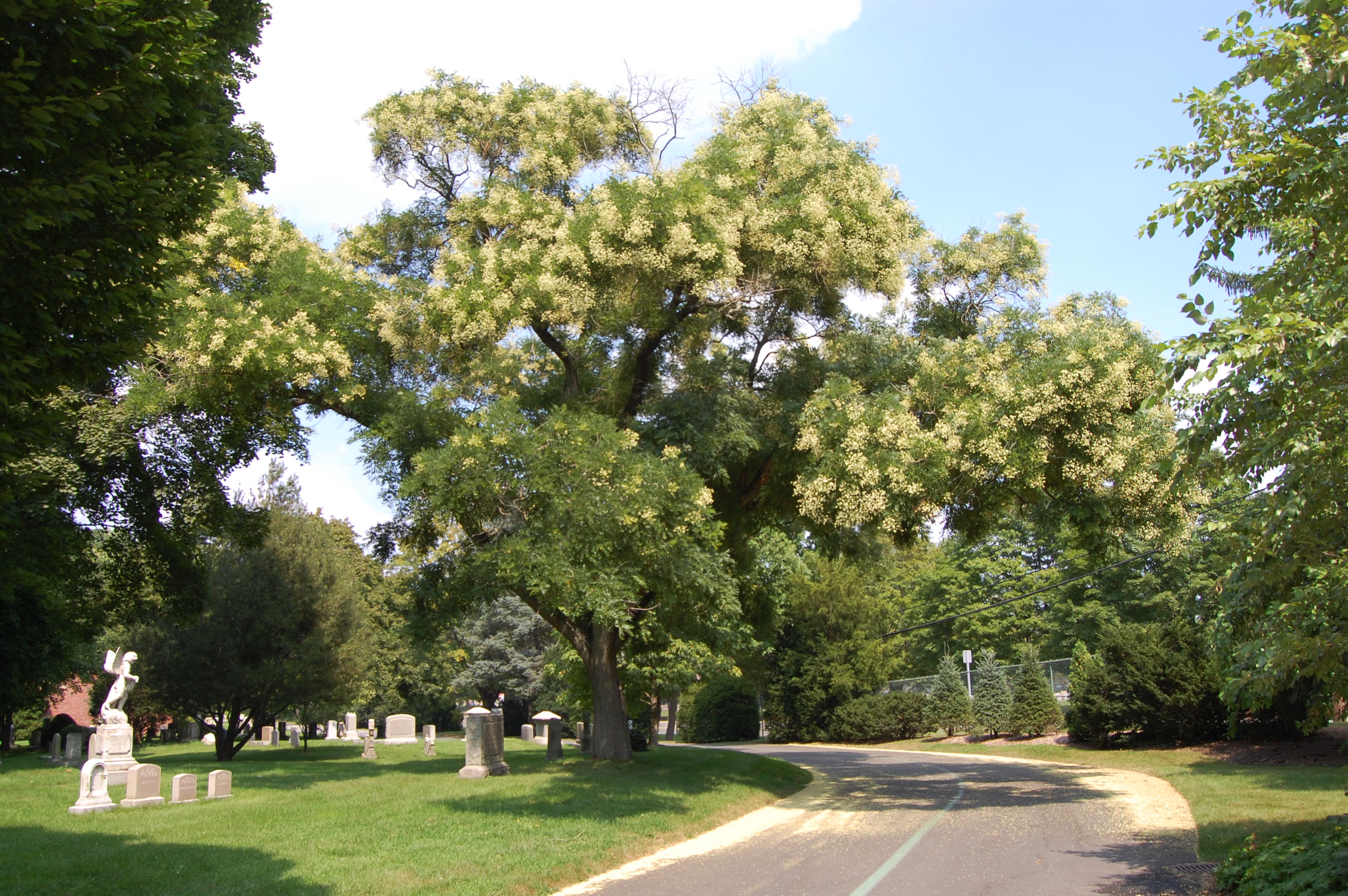 Image for Horticulture Highlight: Styphnolobium japonicum