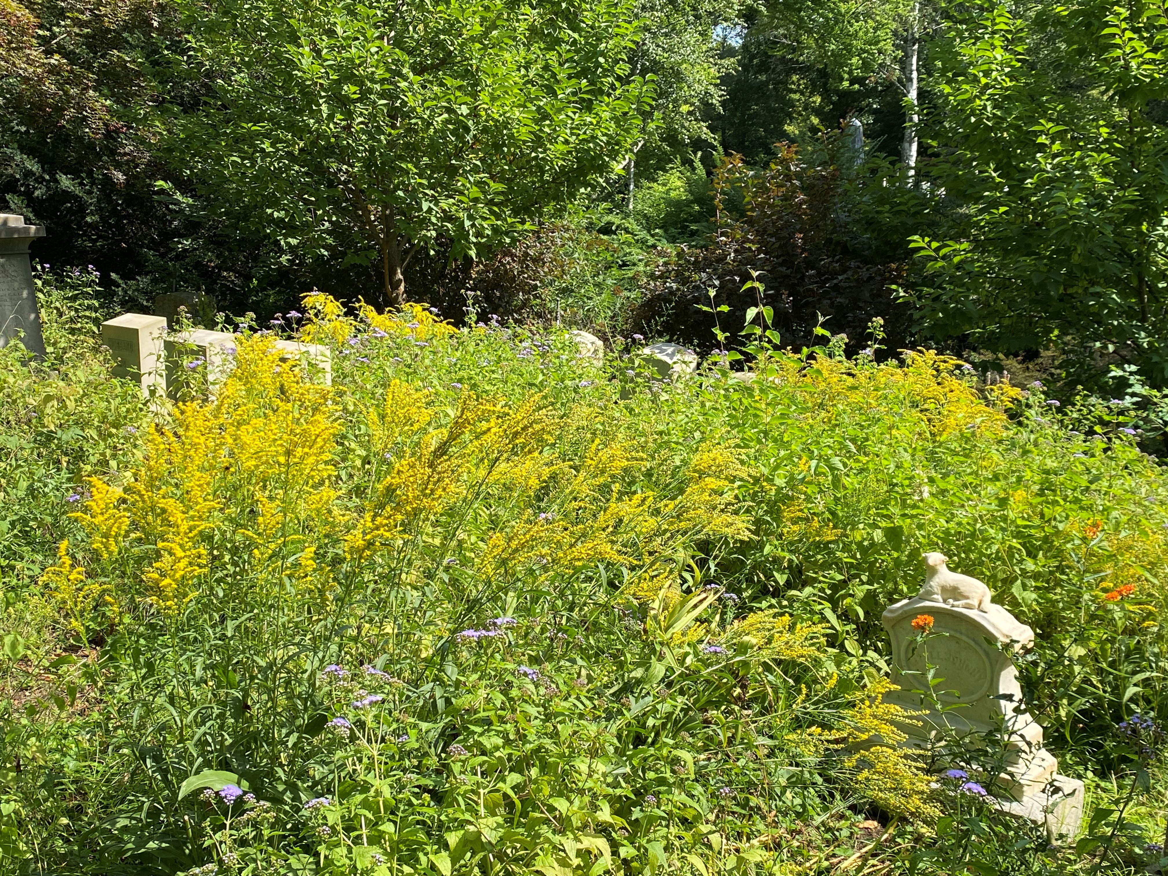 Image for Horticulture Highlight: Goldenrods, Solidago spp.