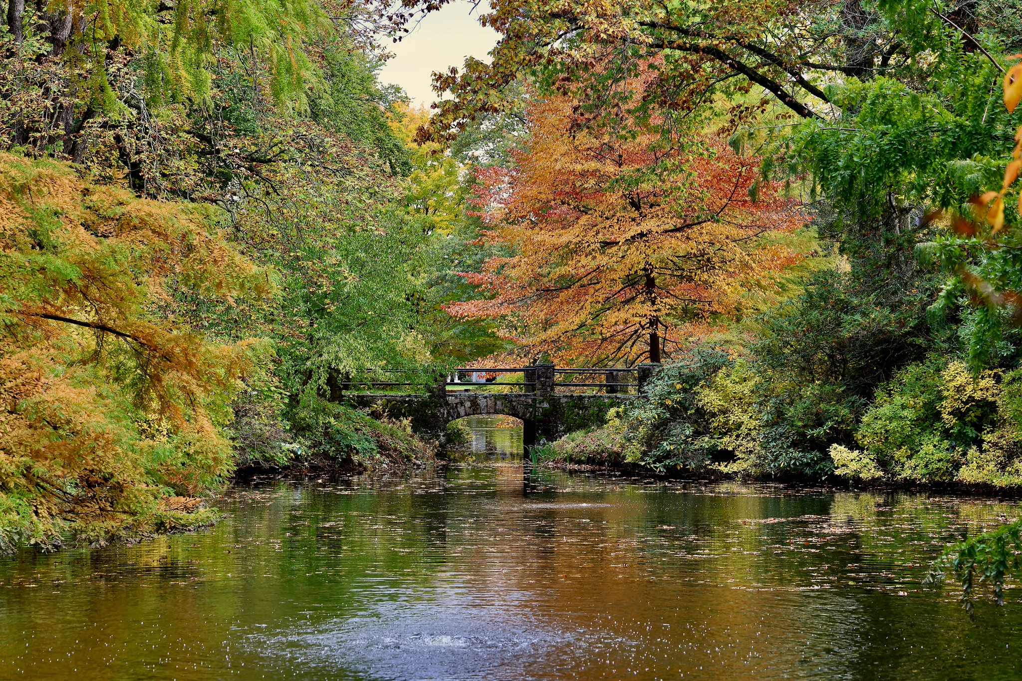 Image for A.J. & M.D. Ruggiero Memorial Trust Awards Grant for Auburn Lake Wildlife Habitat Restoration