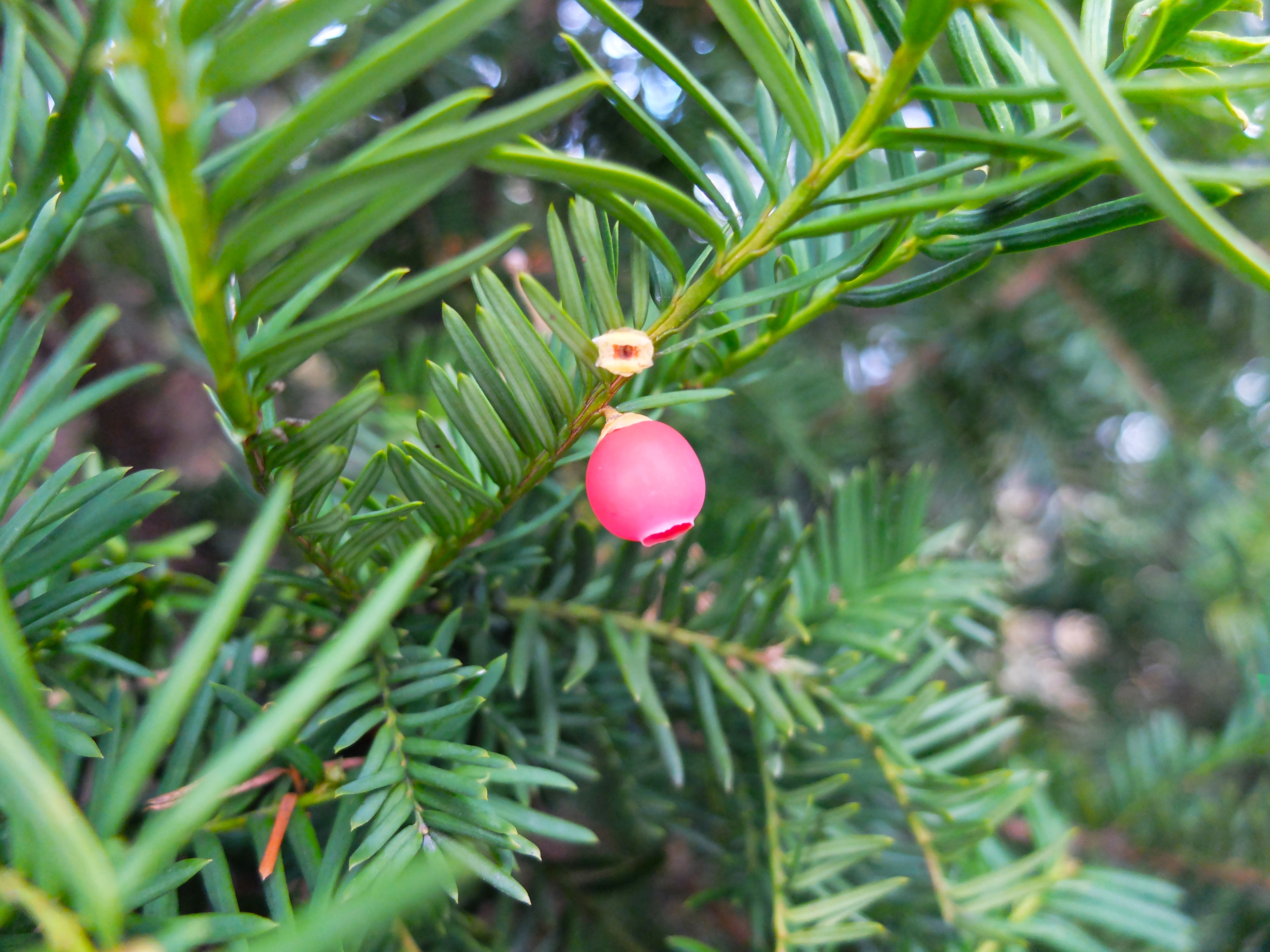 Image for Horticulture Highlight: Taxus cuspidata