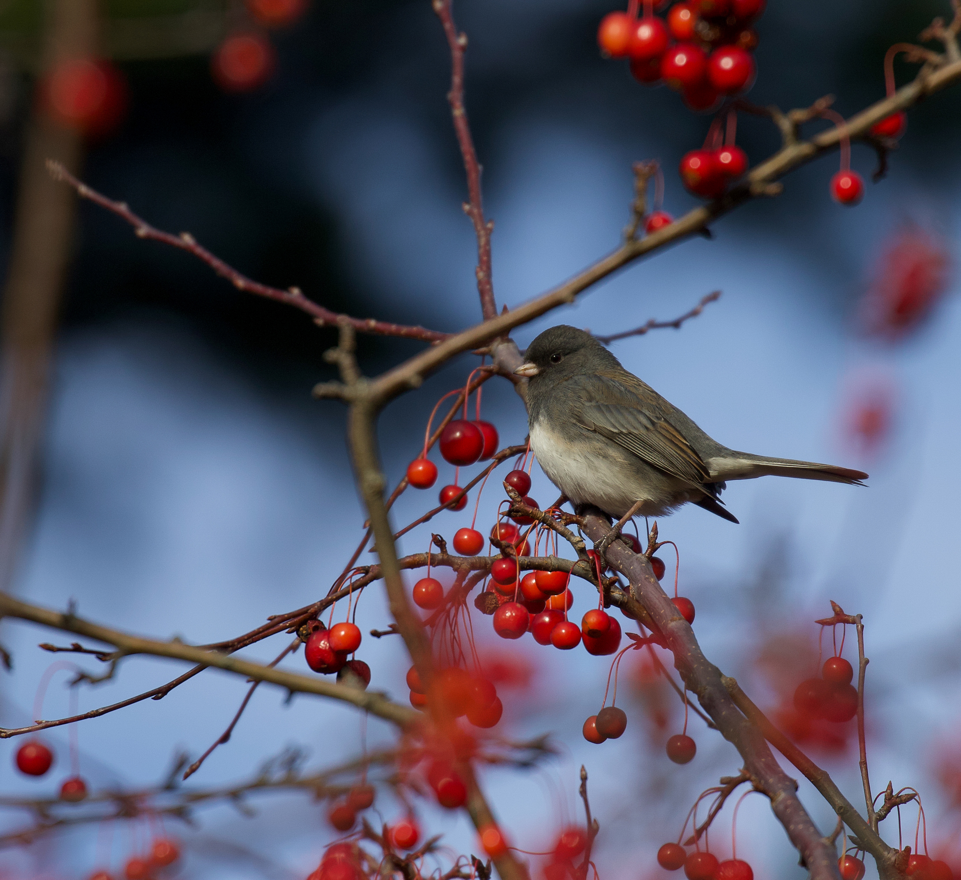 Image for Wildlife at Mount Auburn Cemetery: Dark-eyed Junco