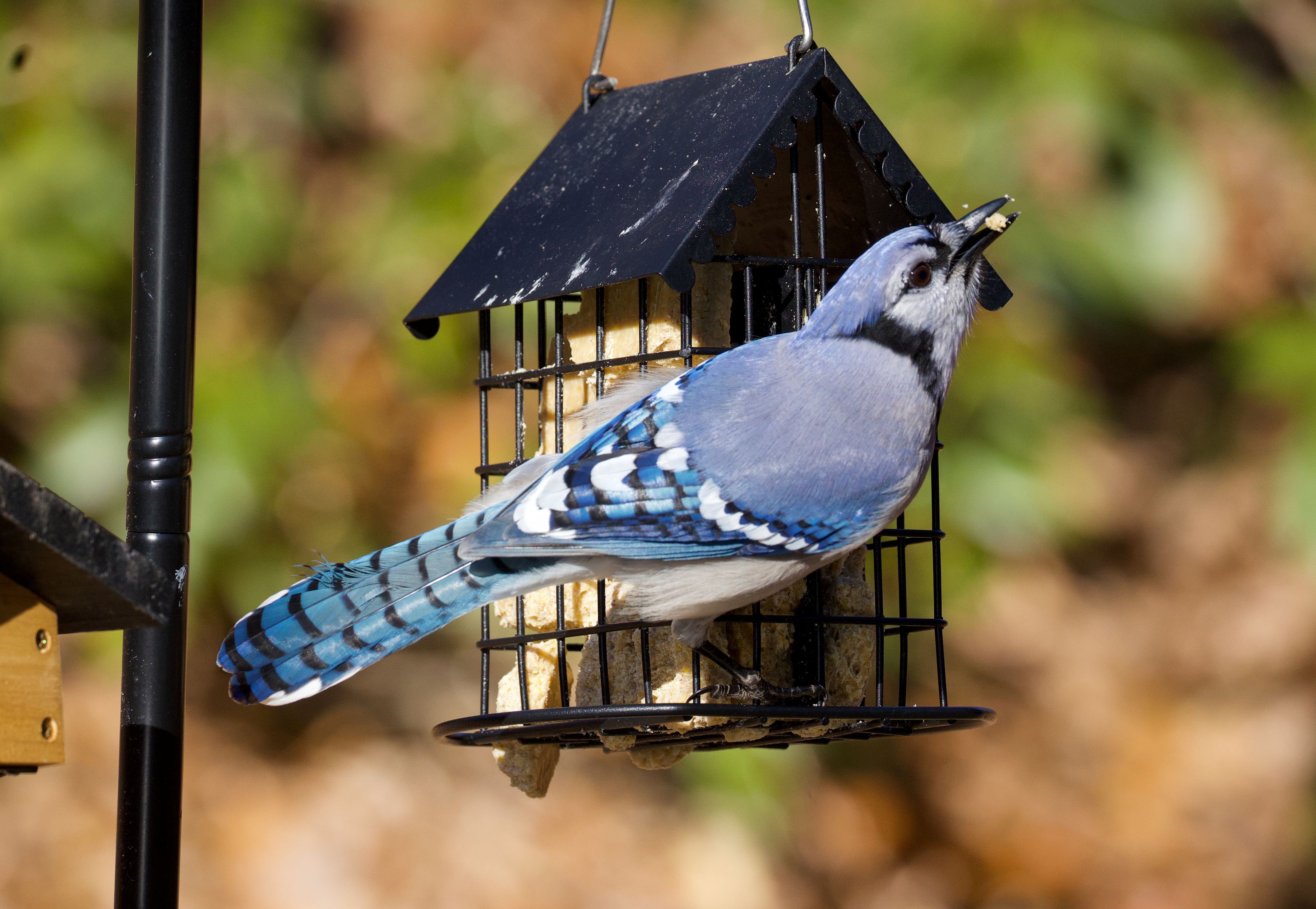 Image for Winter Bird Survey at Mount Auburn