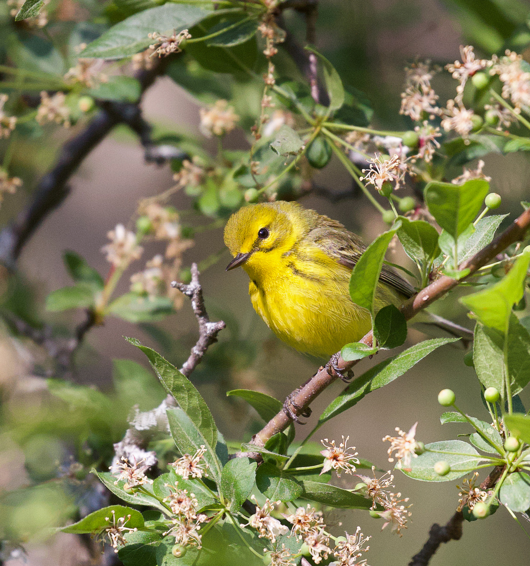Early Bird Hours Return this Spring!