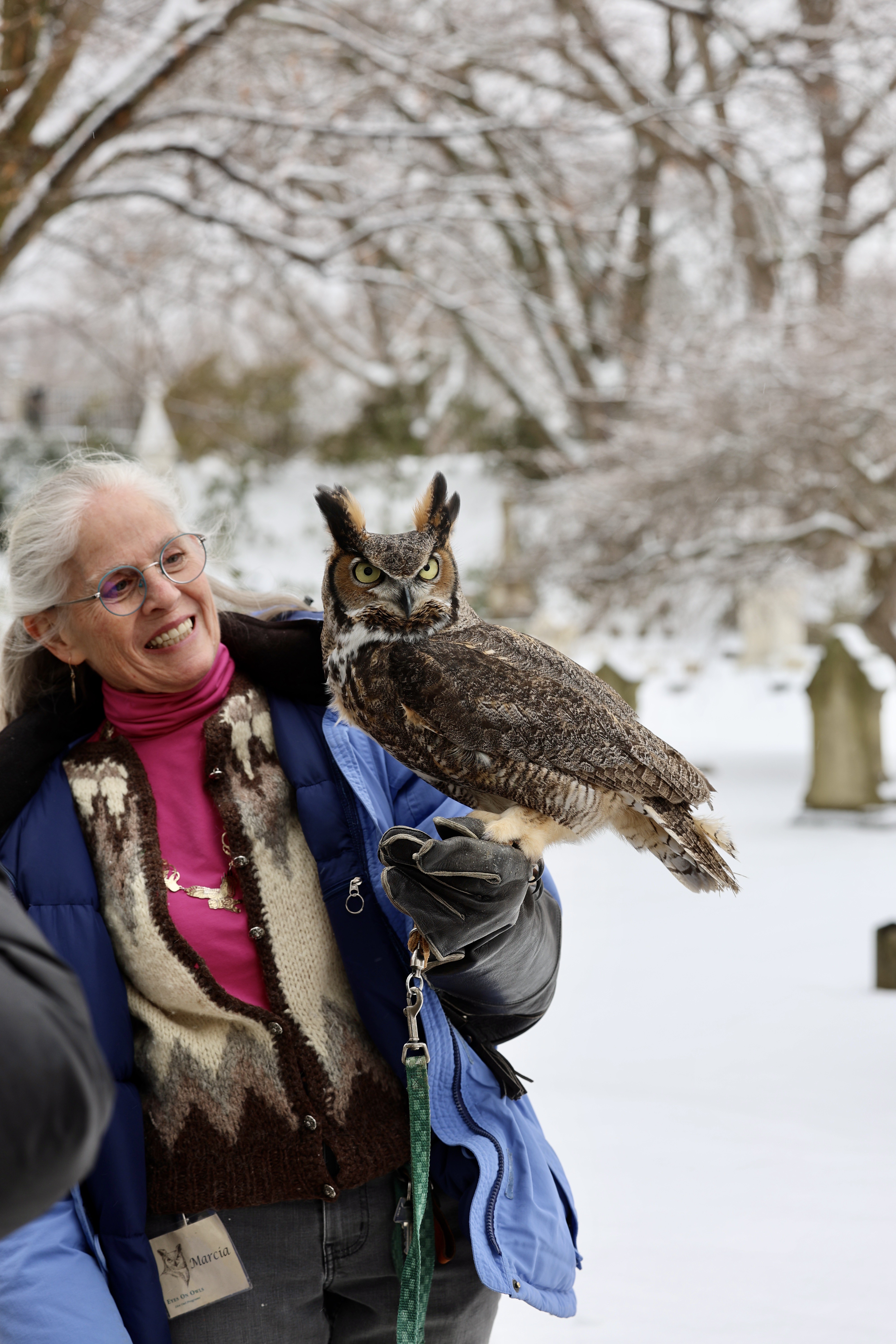 Demystifying the majestic owl