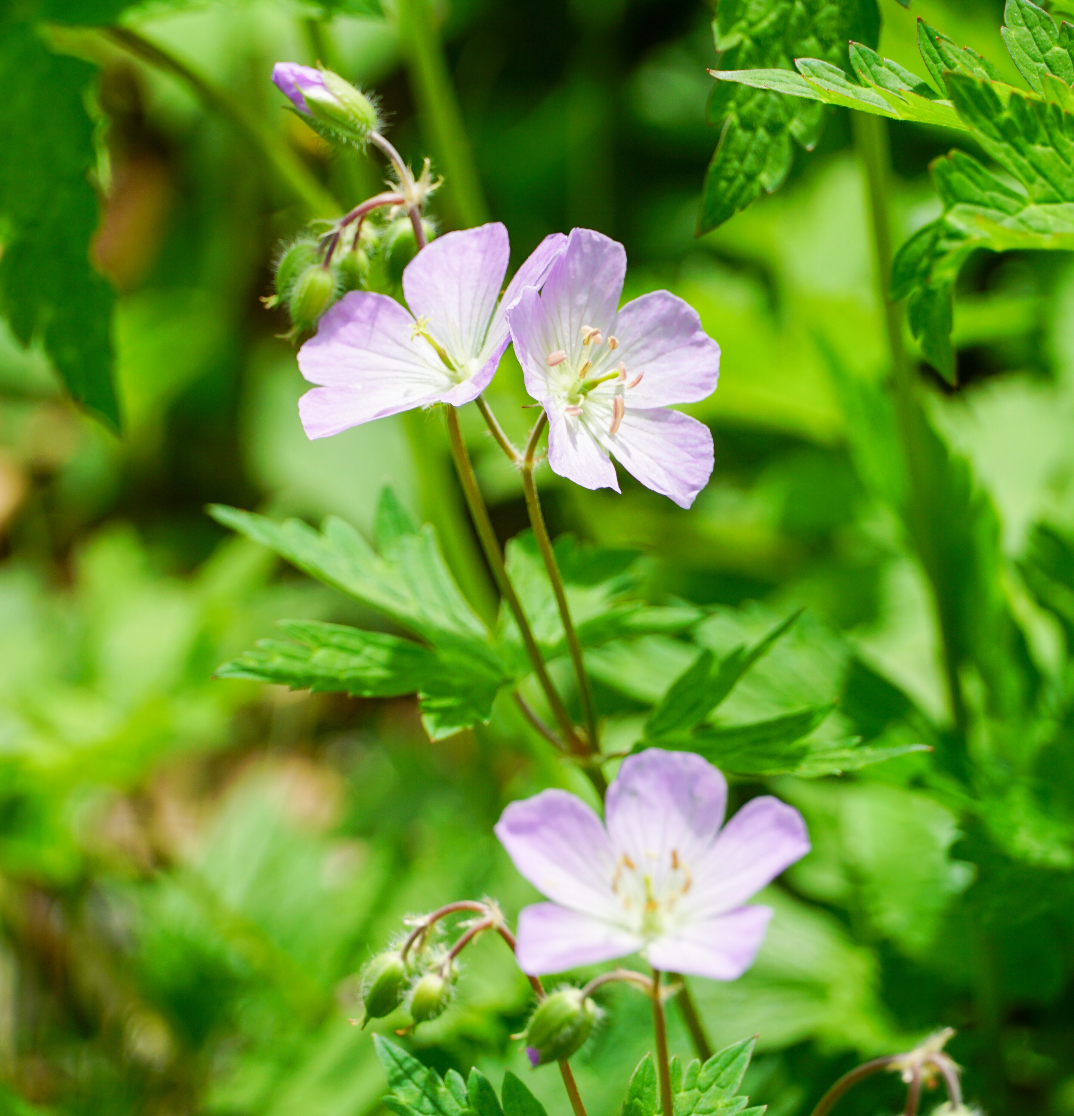 Image for Horticulture Highlight: Spotted Cranesbill, Wild Geranium, Geranium maculatum