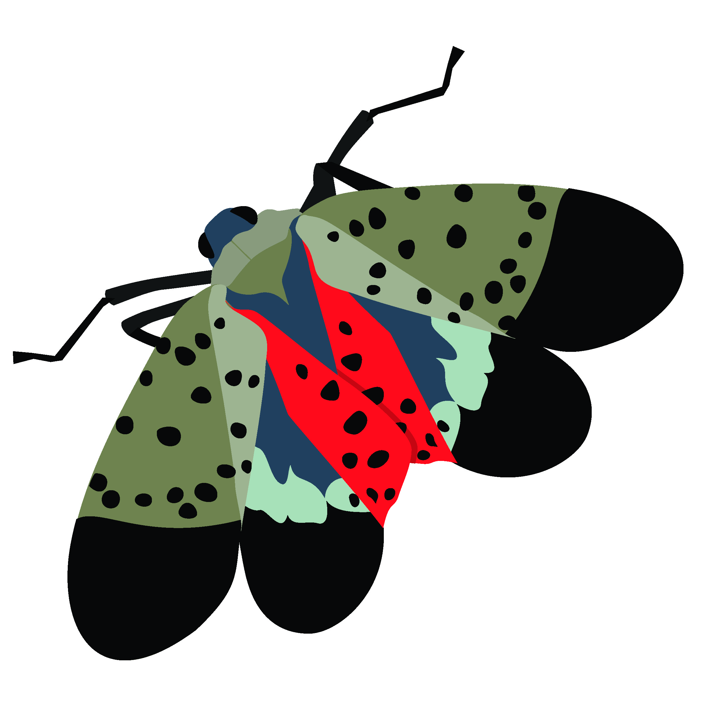 Image for Spotted Lanternfly in the Landscape