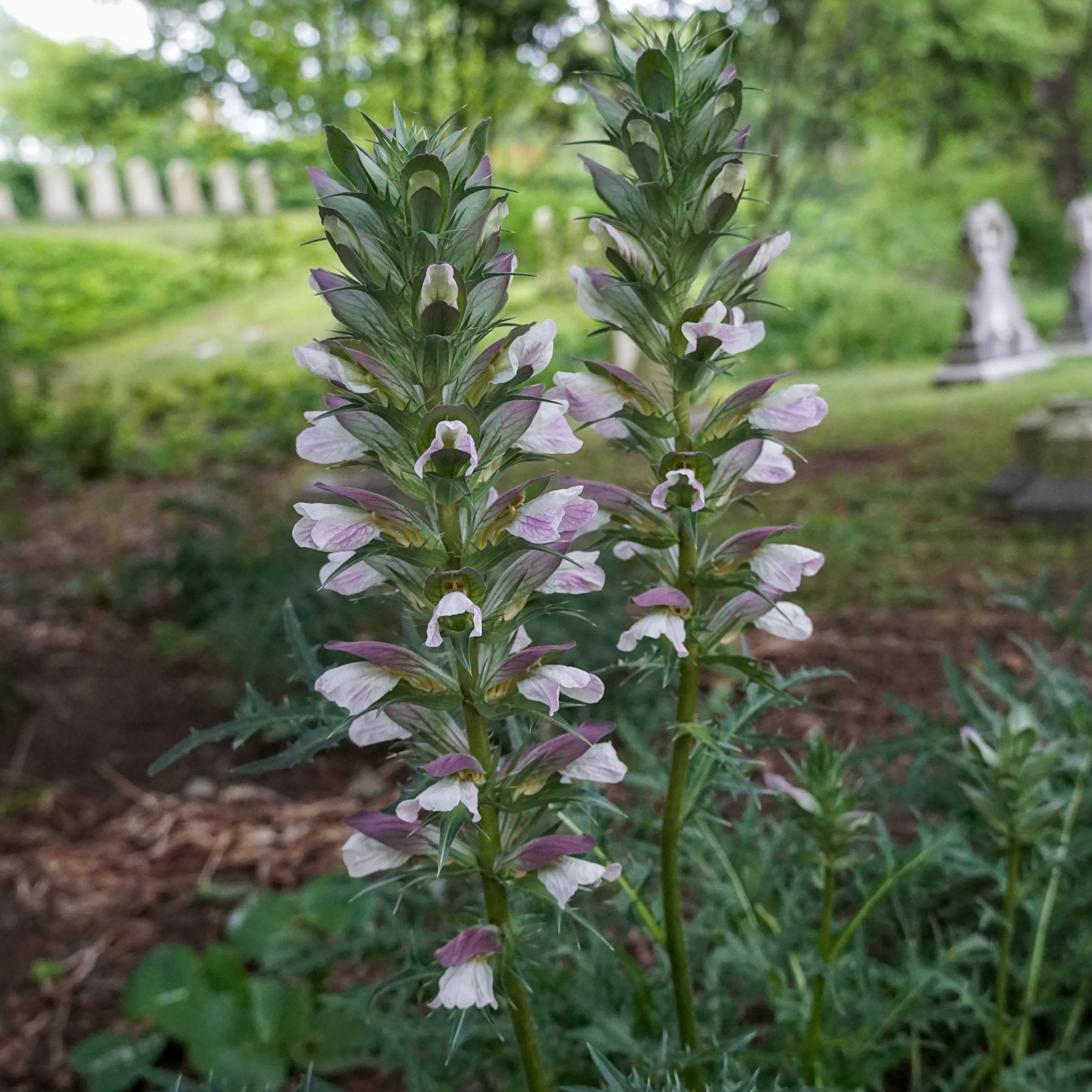 Image for Horticulture Highlight: Acanthus sp., Bears Breeches