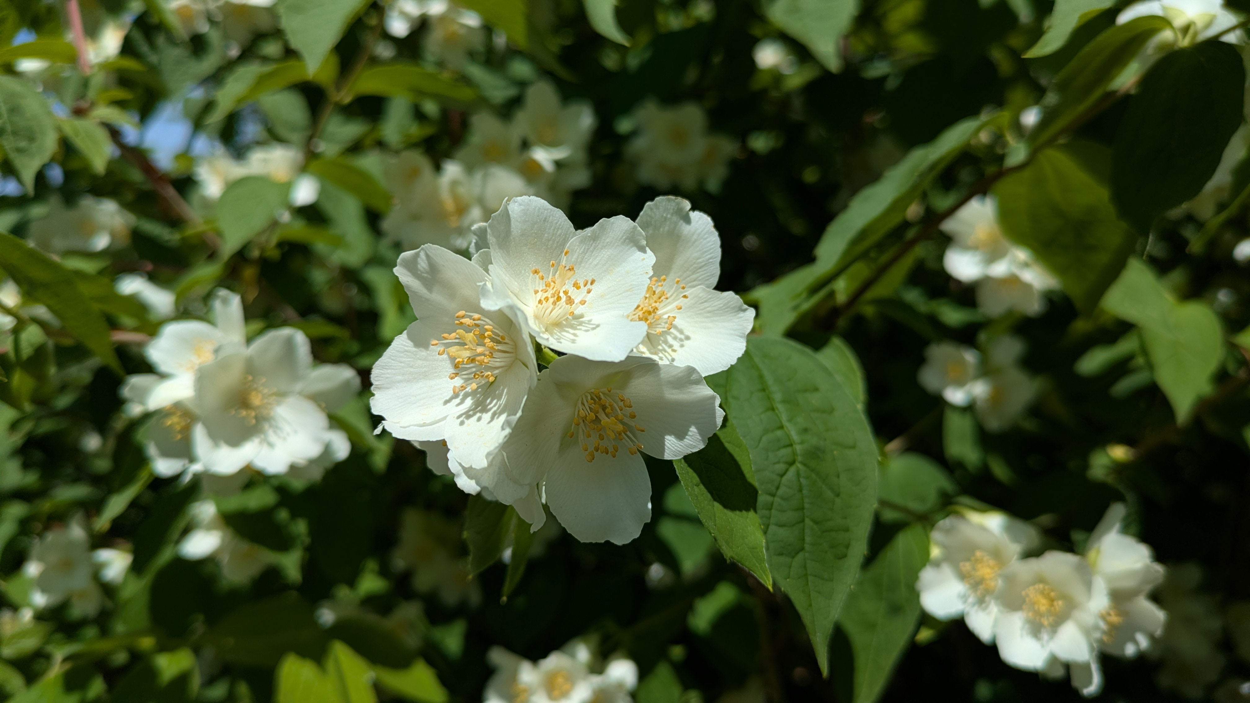 Image for Horticulture Highlight: Mock Orange, Philadelphus sp.