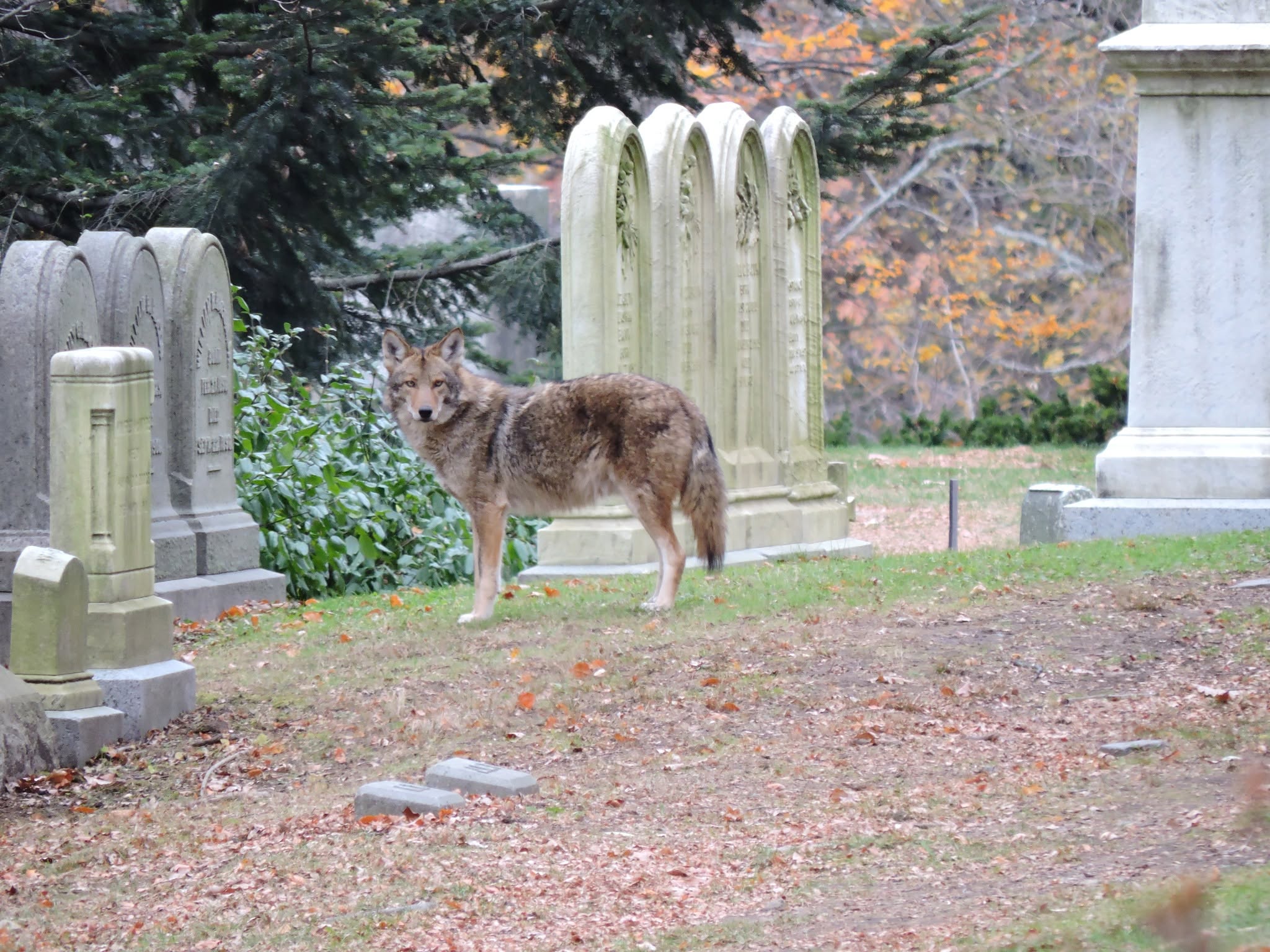Image for Coyotes at Mount Auburn