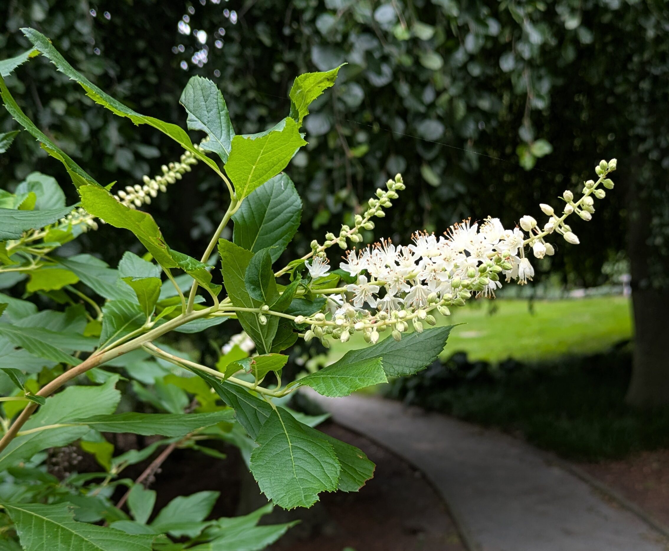 Image for Horticulture Highlight: Summersweet, Clethra alnifolia