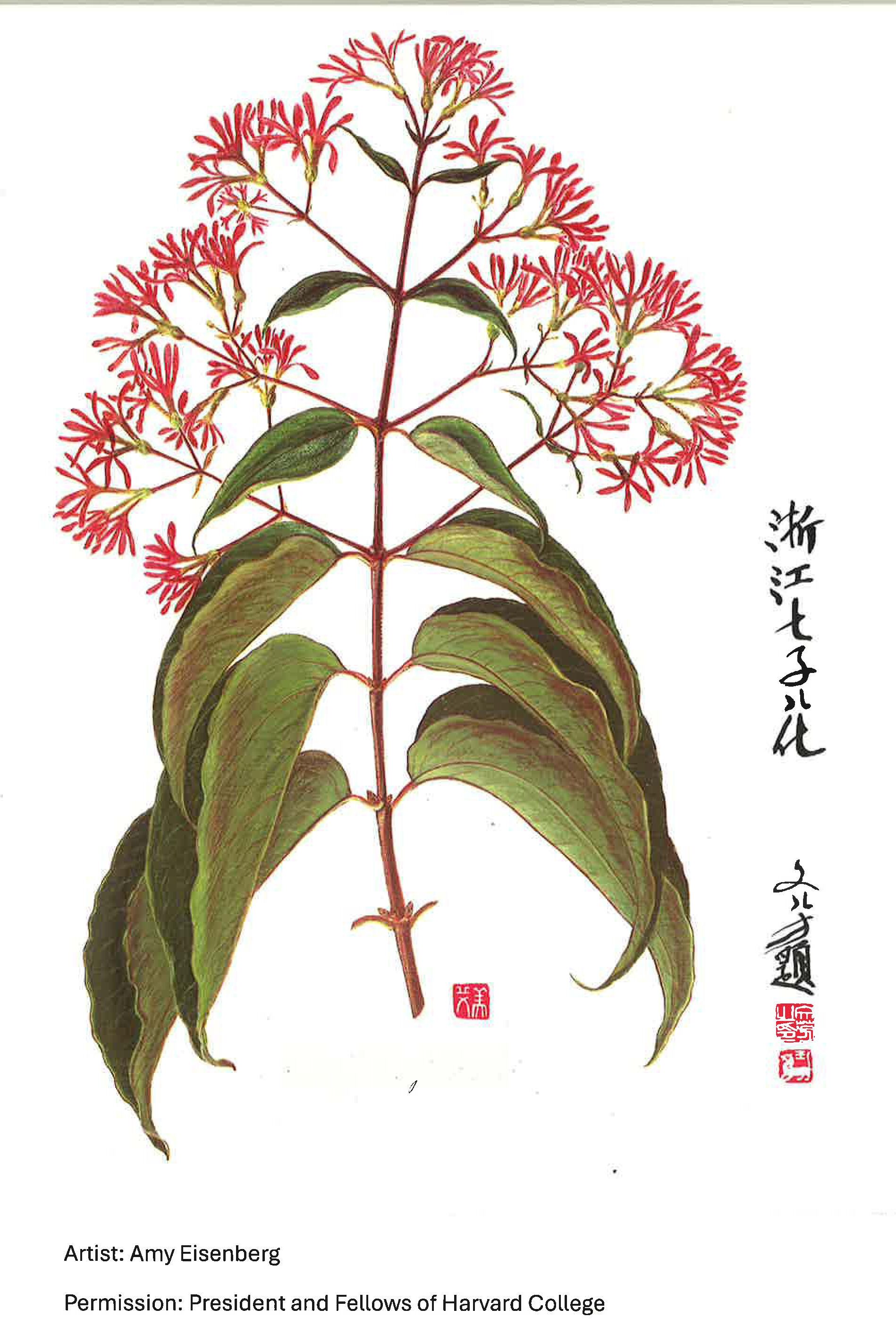 Image for Horticultural Highlight: Heptacodium miconioides, seven-son flower