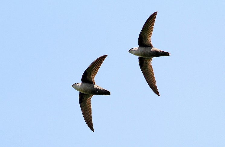 Image for The Chimney Swift