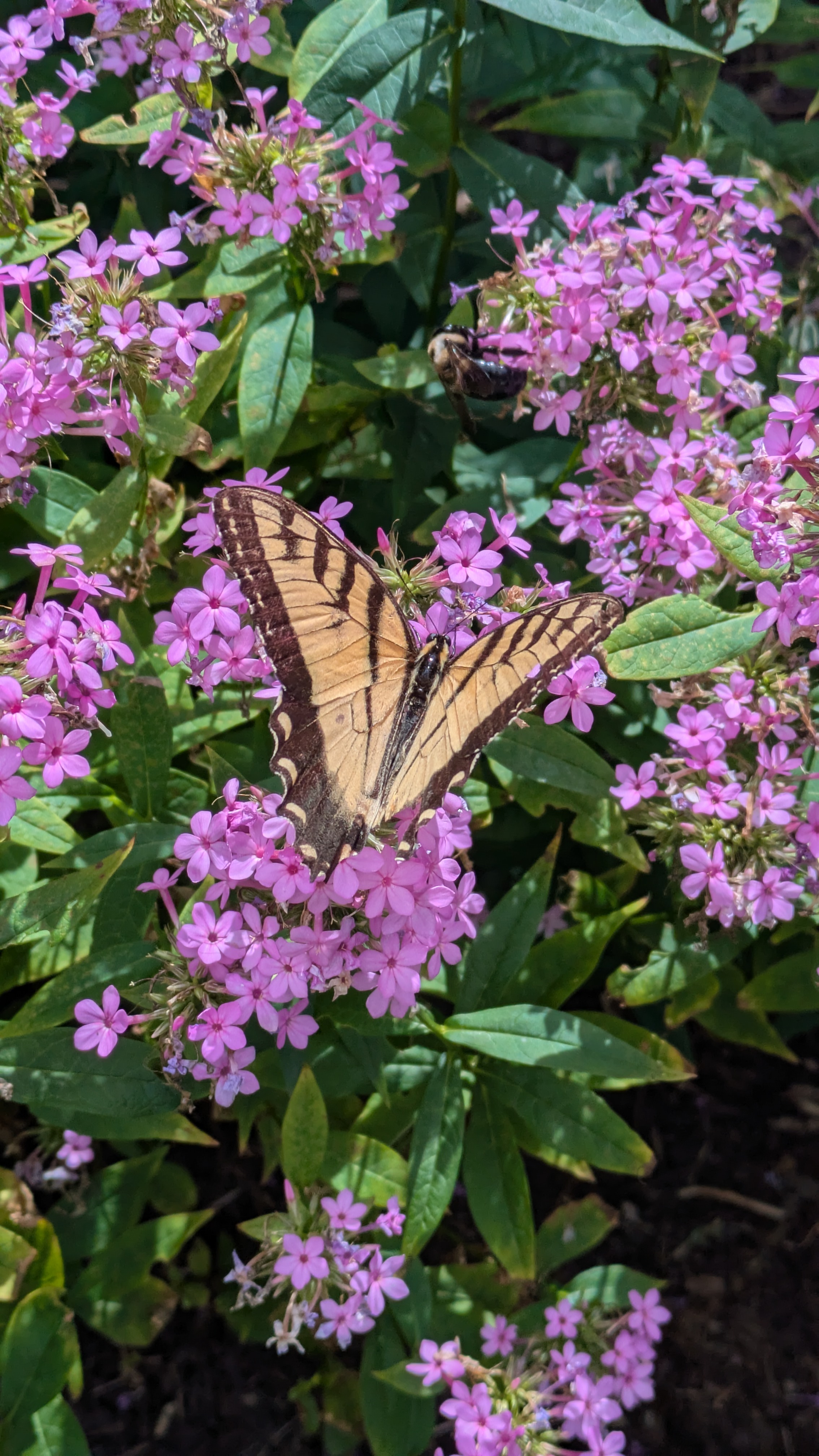 What's In Bloom