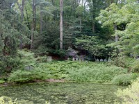 Eternally Green: Reintroducing the Wolves of the Forest Floor to Mount Auburn Cemetery