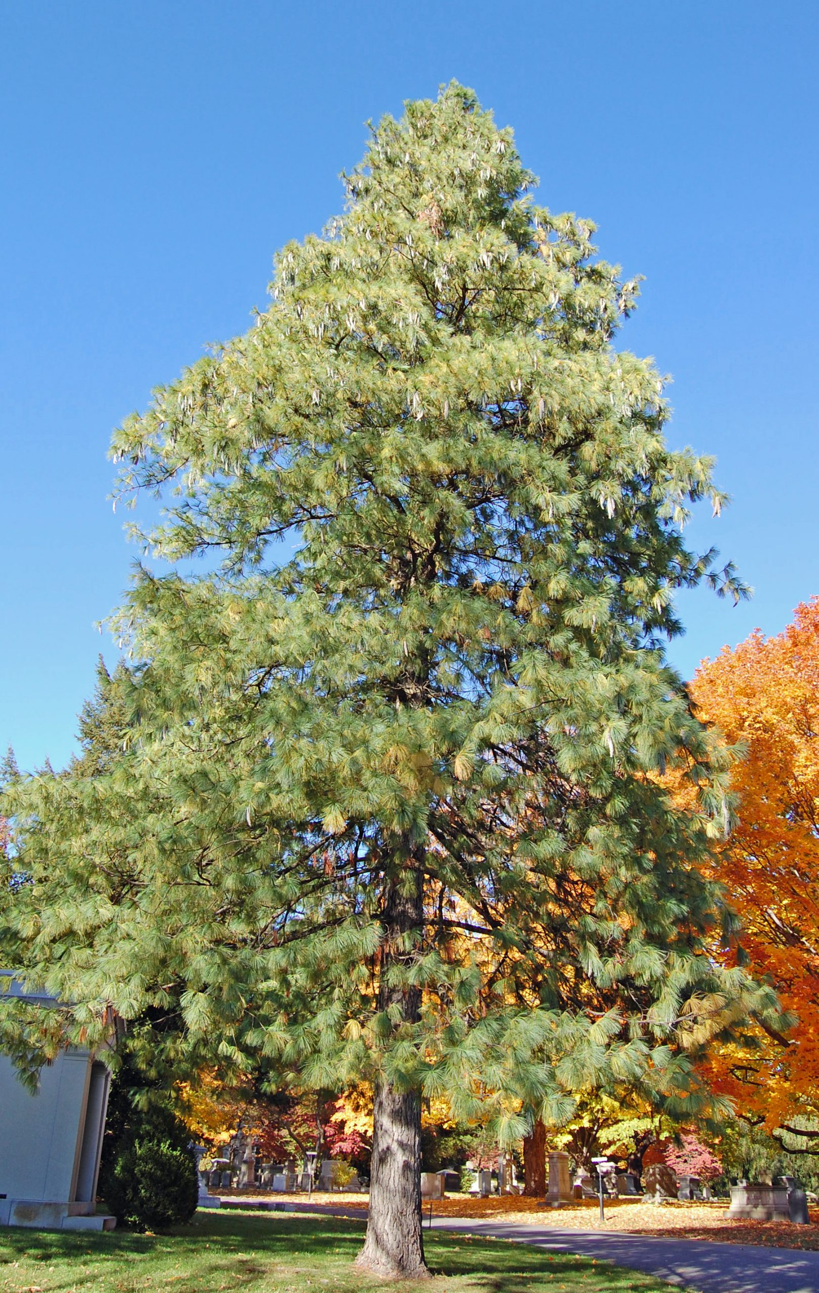 15 HIMALAYAN WHITE PINE TREE SEEDS Pinus wallichiana