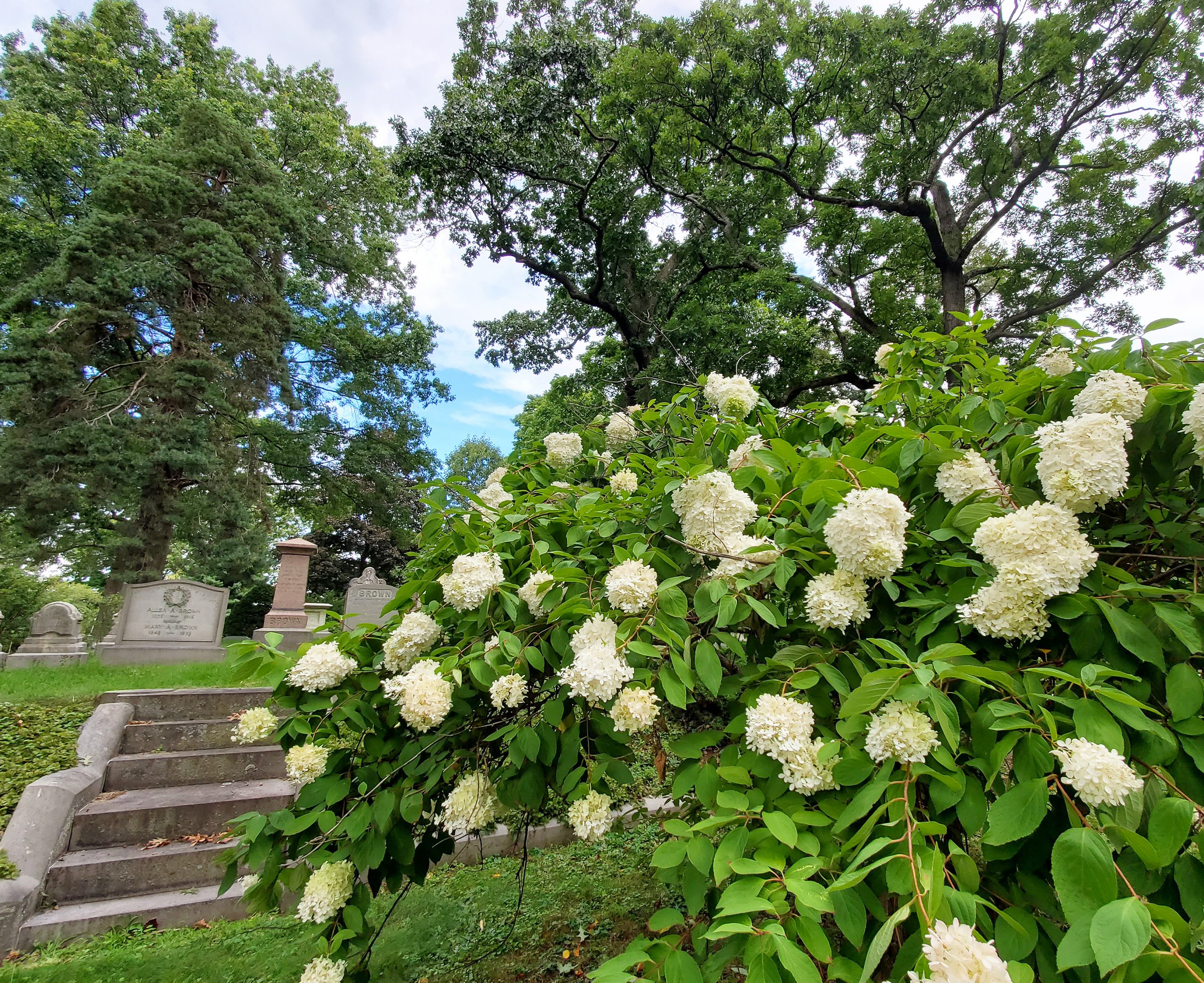 Panicle Hydrangea Hydrangea Paniculata Mount Auburn Cemetery