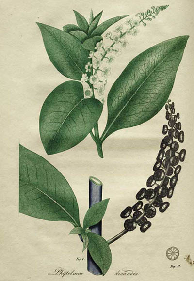 Botanical illustration of a flowering plant