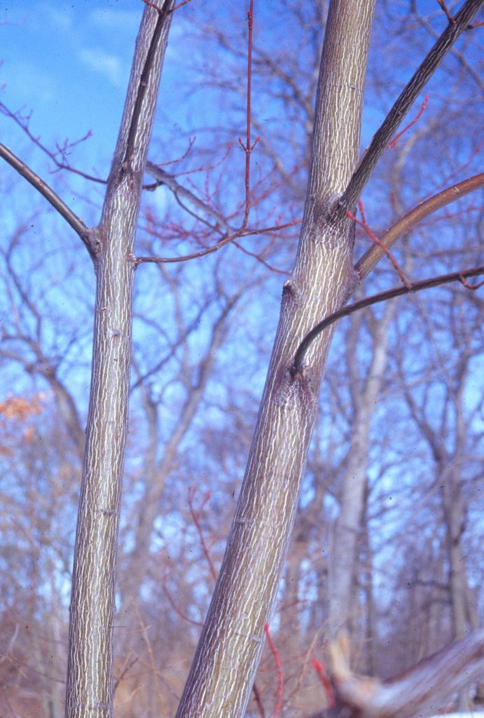 Winter bark of the Striped maple, also called Moosewood tree. 