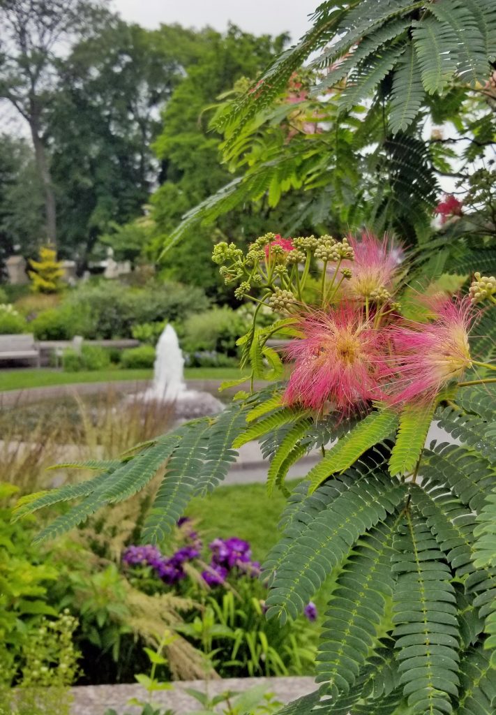 Silk Tree in Garden with fountain