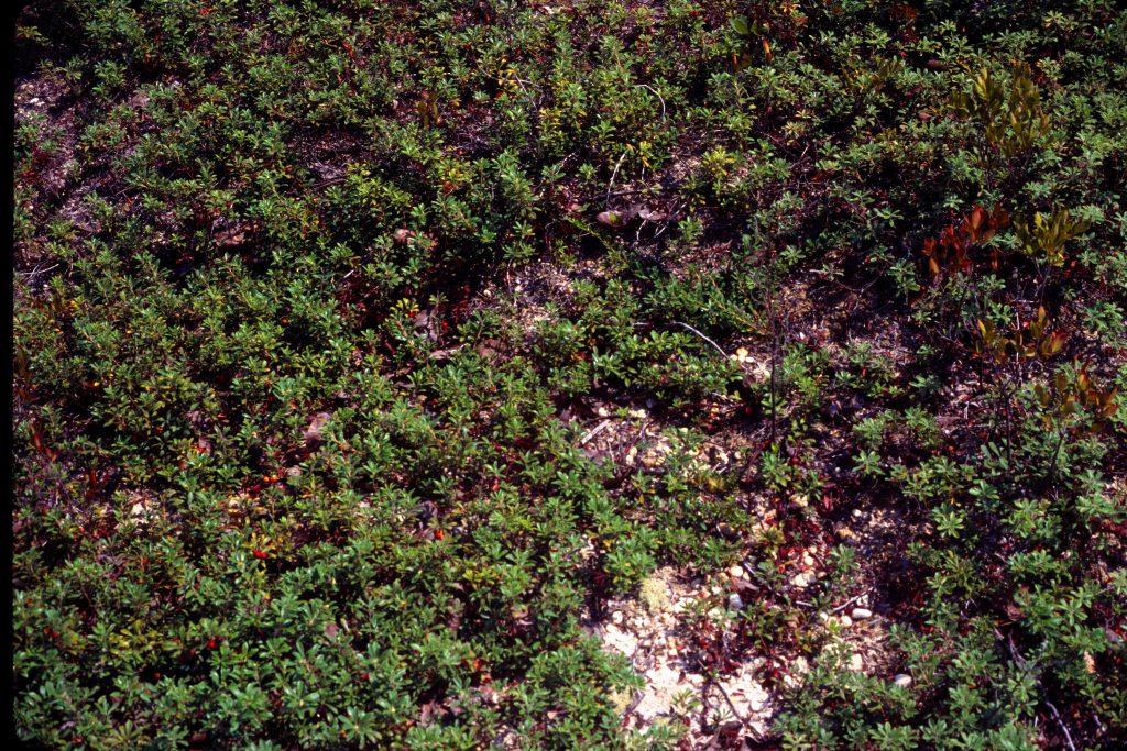 Bearberry, Arctostaphylos uva-ursi is an evergreen