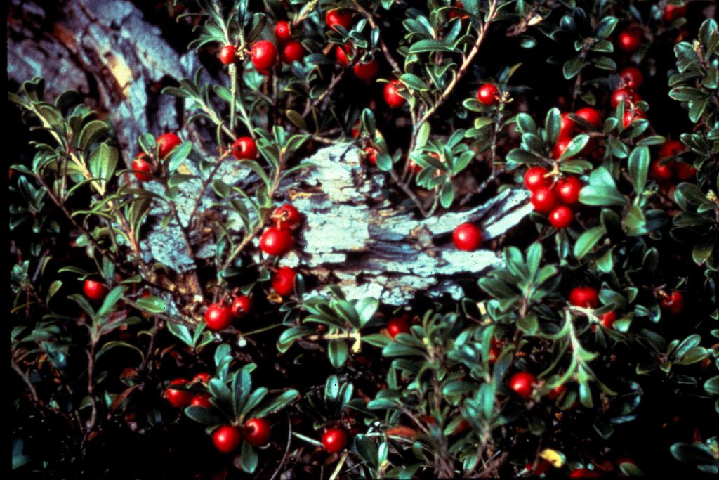 Bearberry, Arctostaphylos uva-ursi is an evergreen.