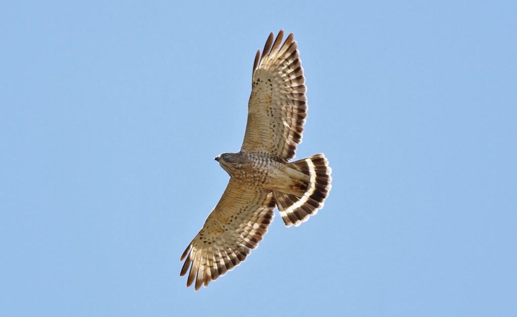 Broad Winged Hawk by JT