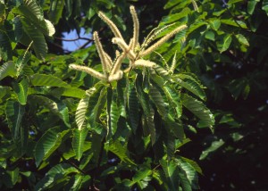 Castanea mollissima flower leaves