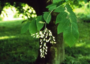 Cladrastis kentukea flower leaves
