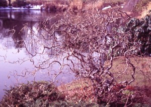 Corylus avellana Contorta Willow Pond