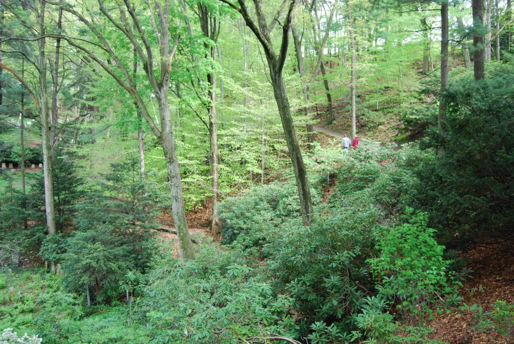 A hillside is covered with native shrubs and trees. It is spring and the entire hillside is shades of green from the masses of plantings.