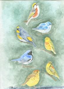 Setophaga Warblers Deciduous by Wenfei Tong